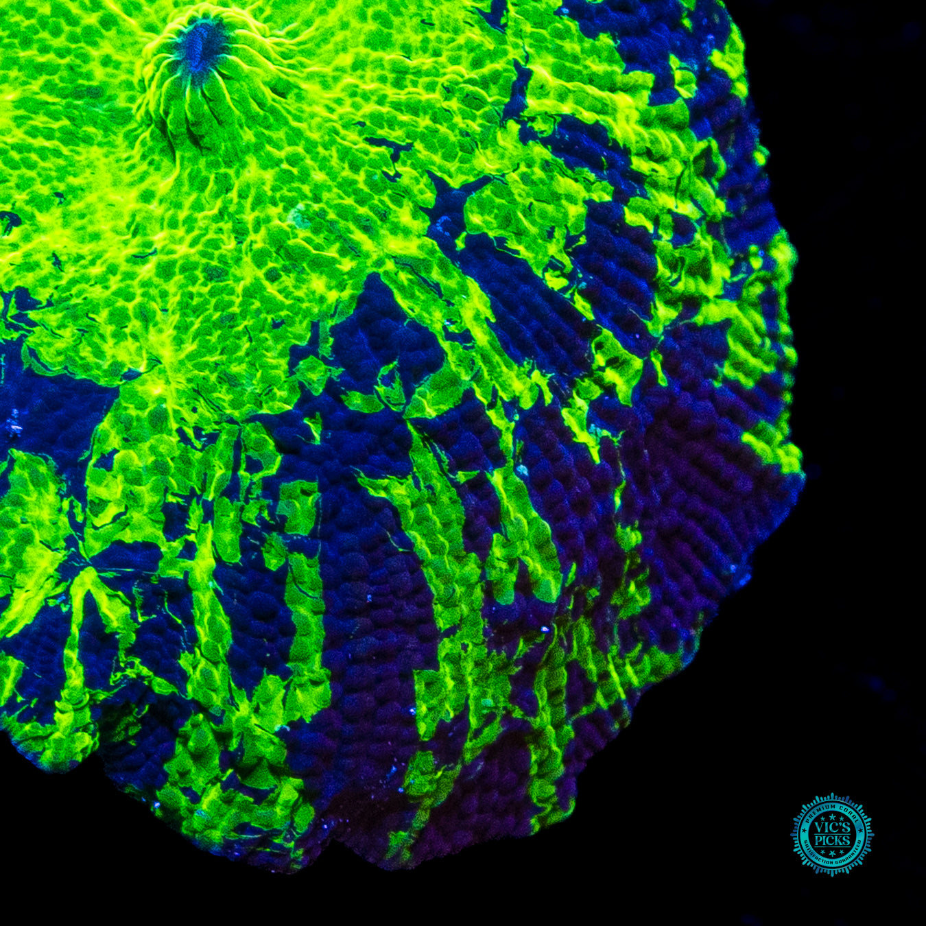 Kryptonite Disco Mushroom