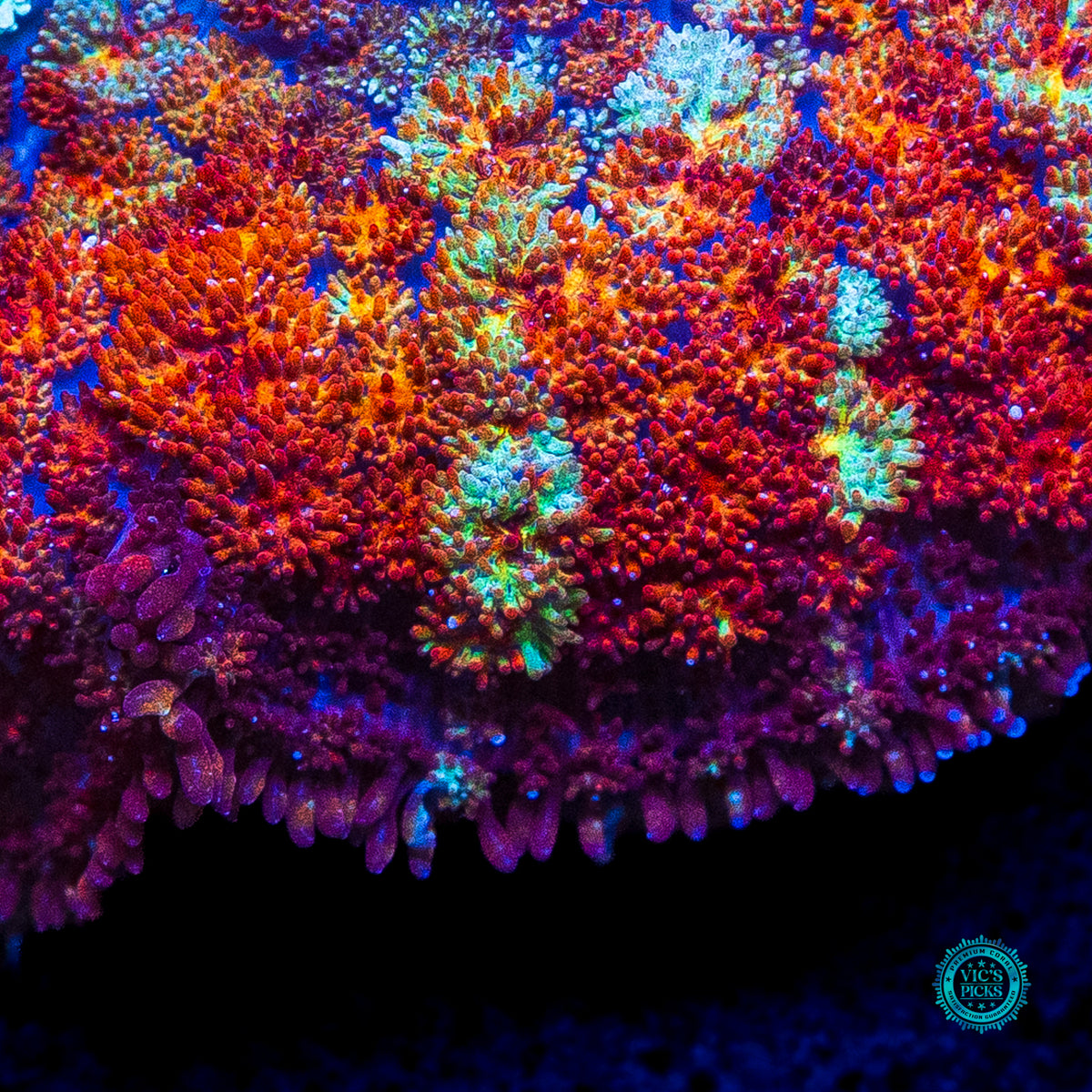 Time Lost Carpet Mushroom