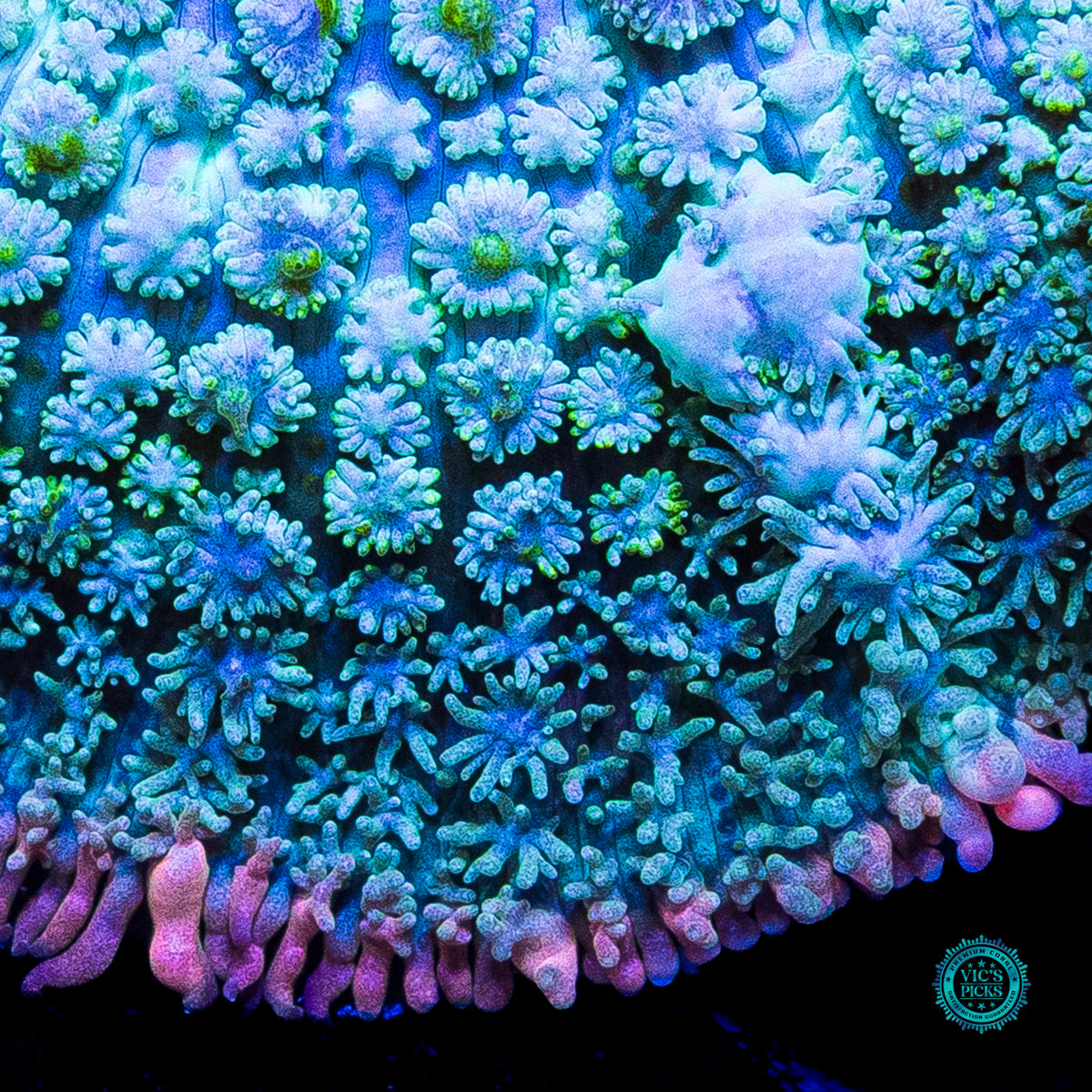 Lost Paradise Carpet Mushroom