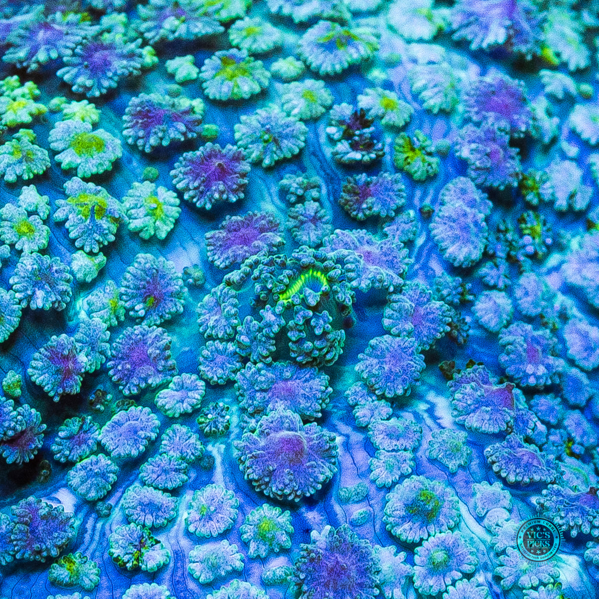 Lost Paradise Carpet Mushroom