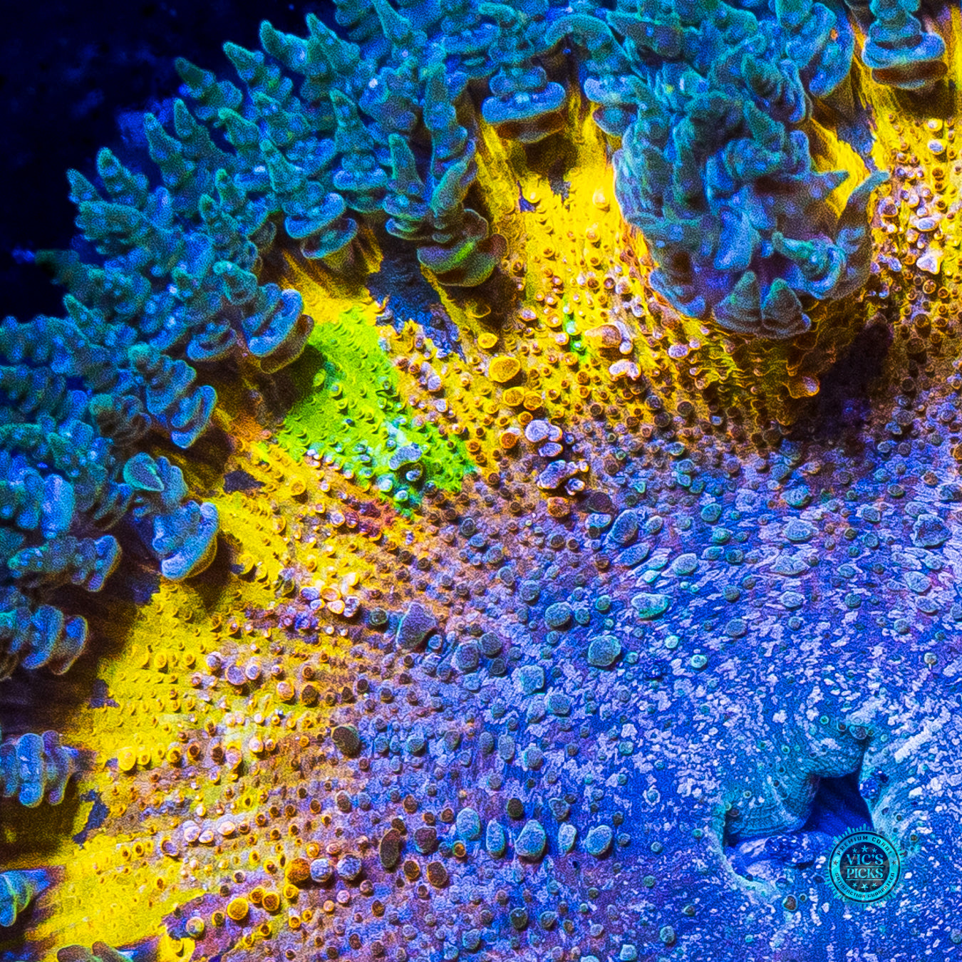 Interdimensional Rift Flower Anemone
