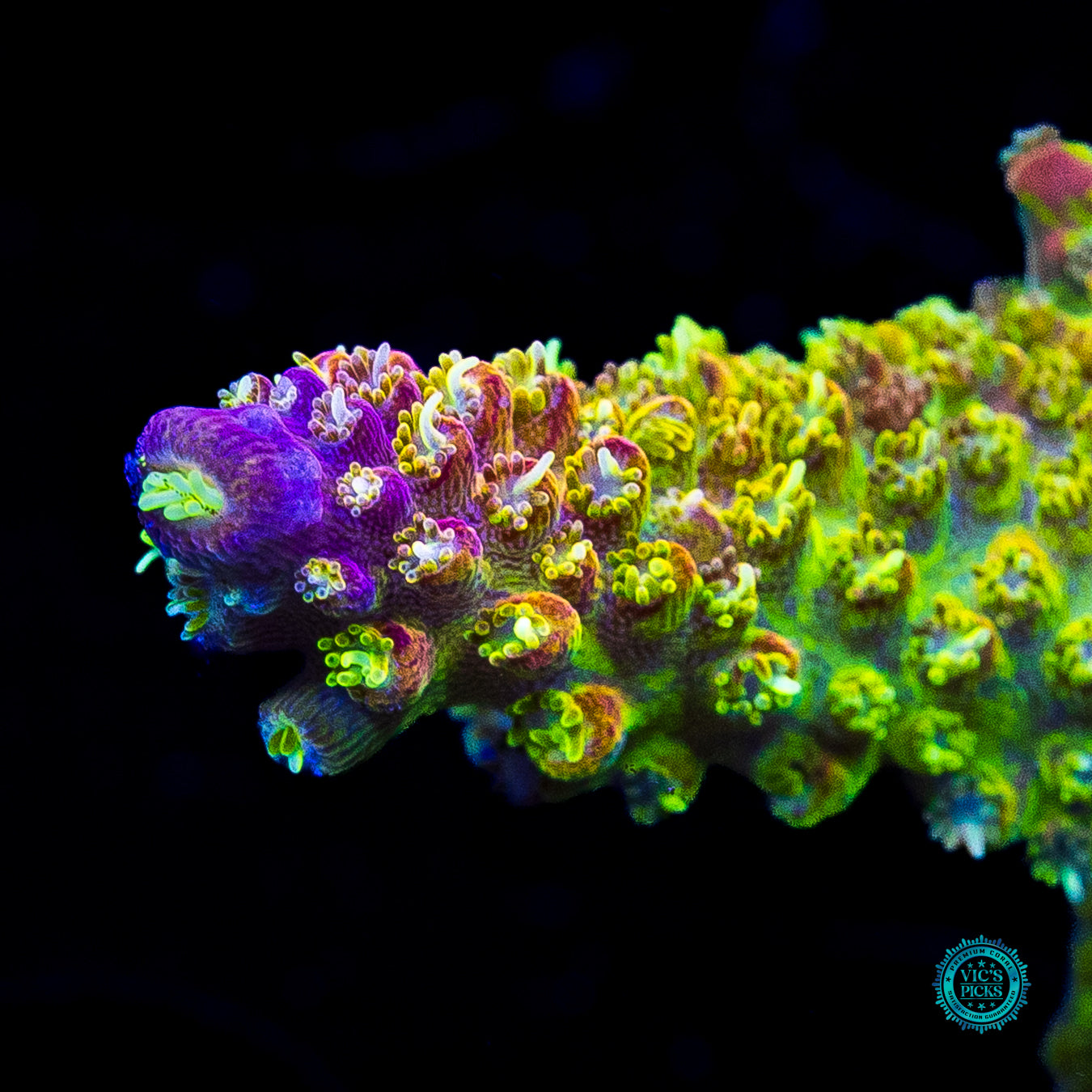 XL CC Grafted Banana Hammock Acropora