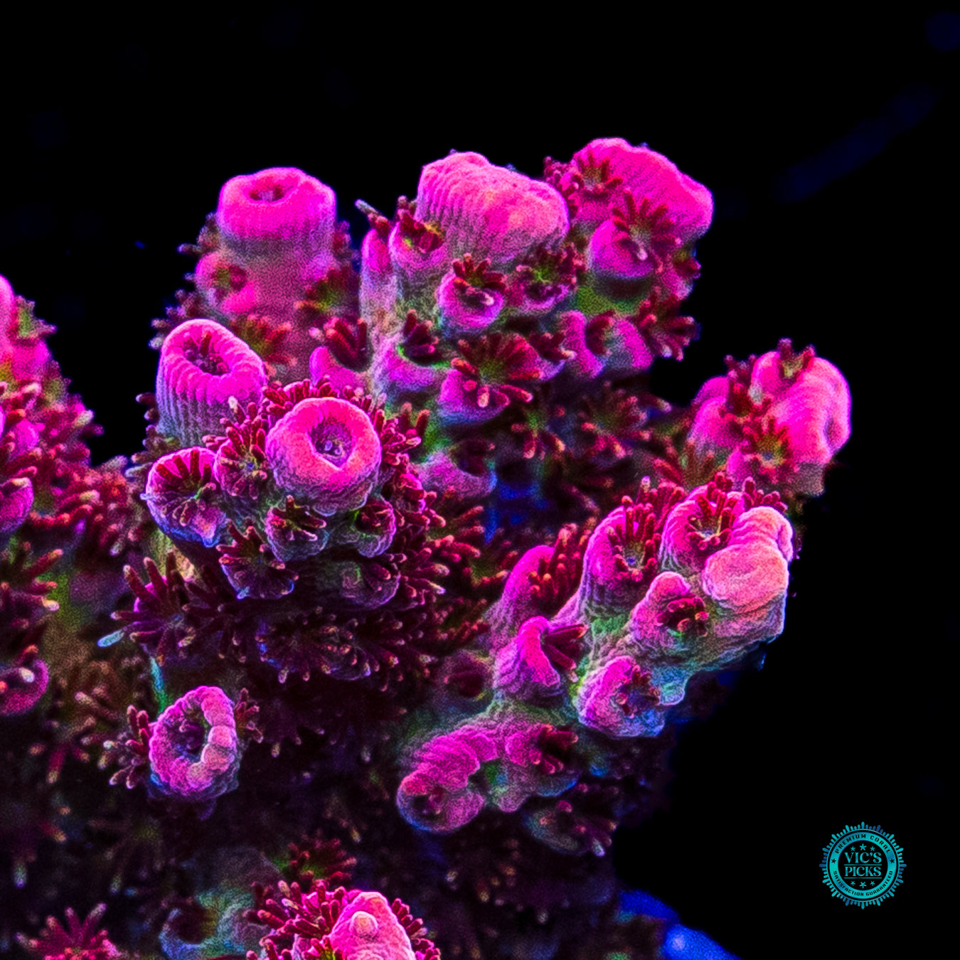 WWC Jello Shot Acropora