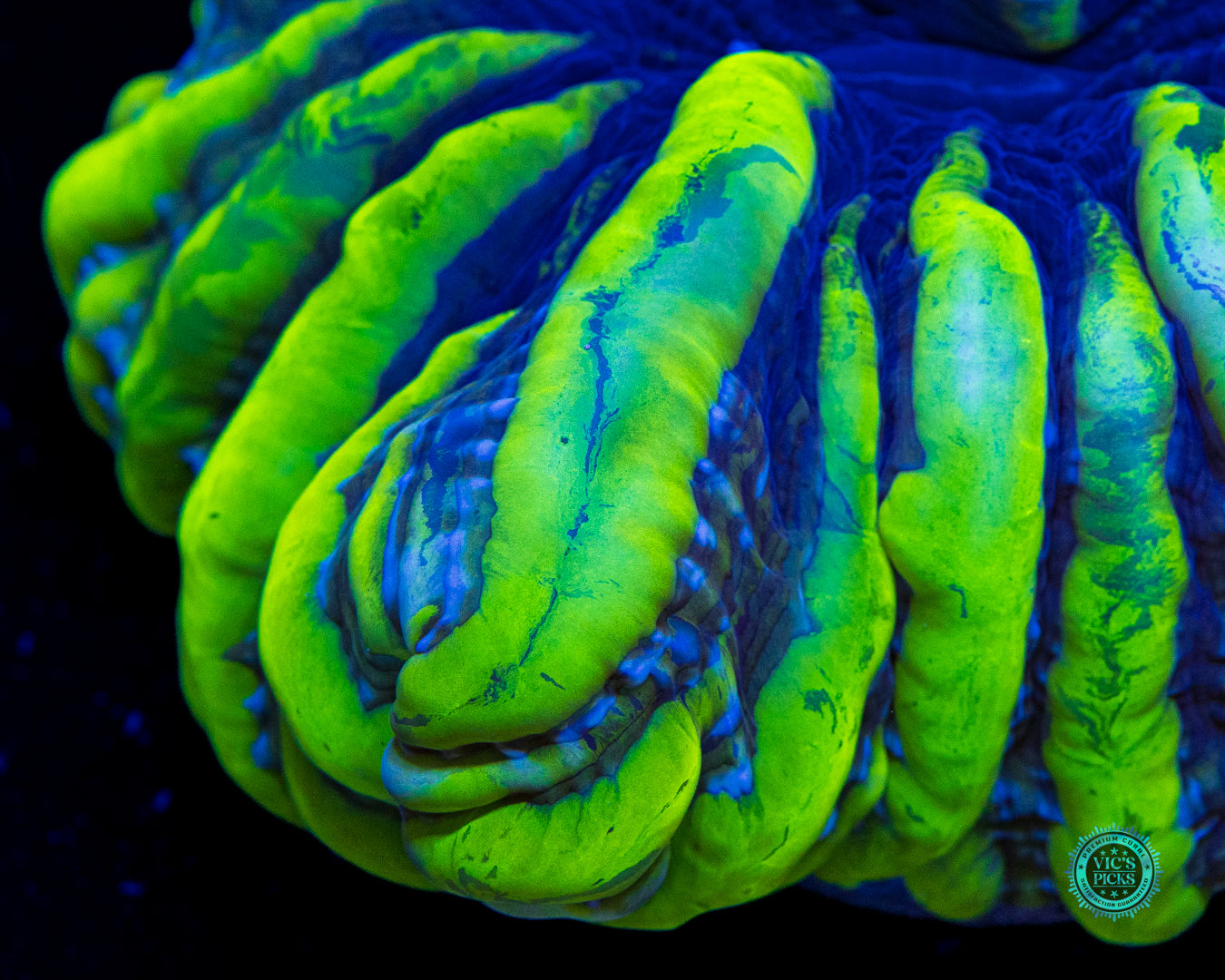 Monster Slayer Indophyllia