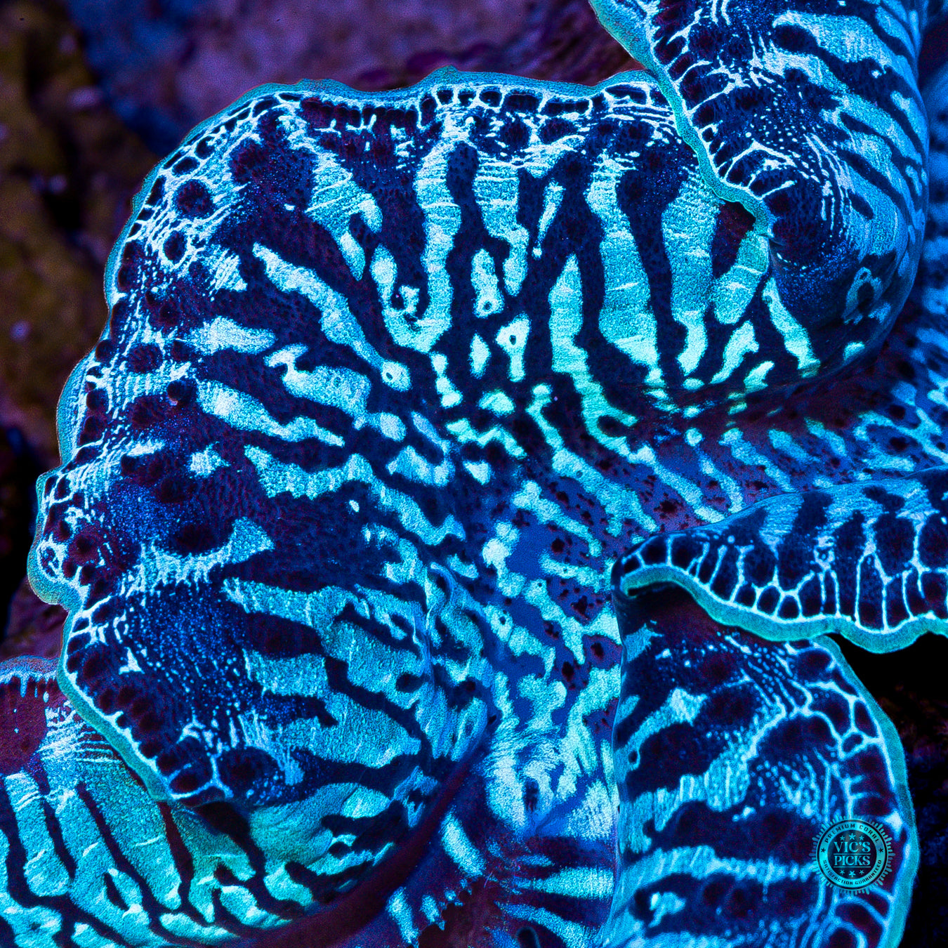 XXL Blue Zebra Maxima Clam