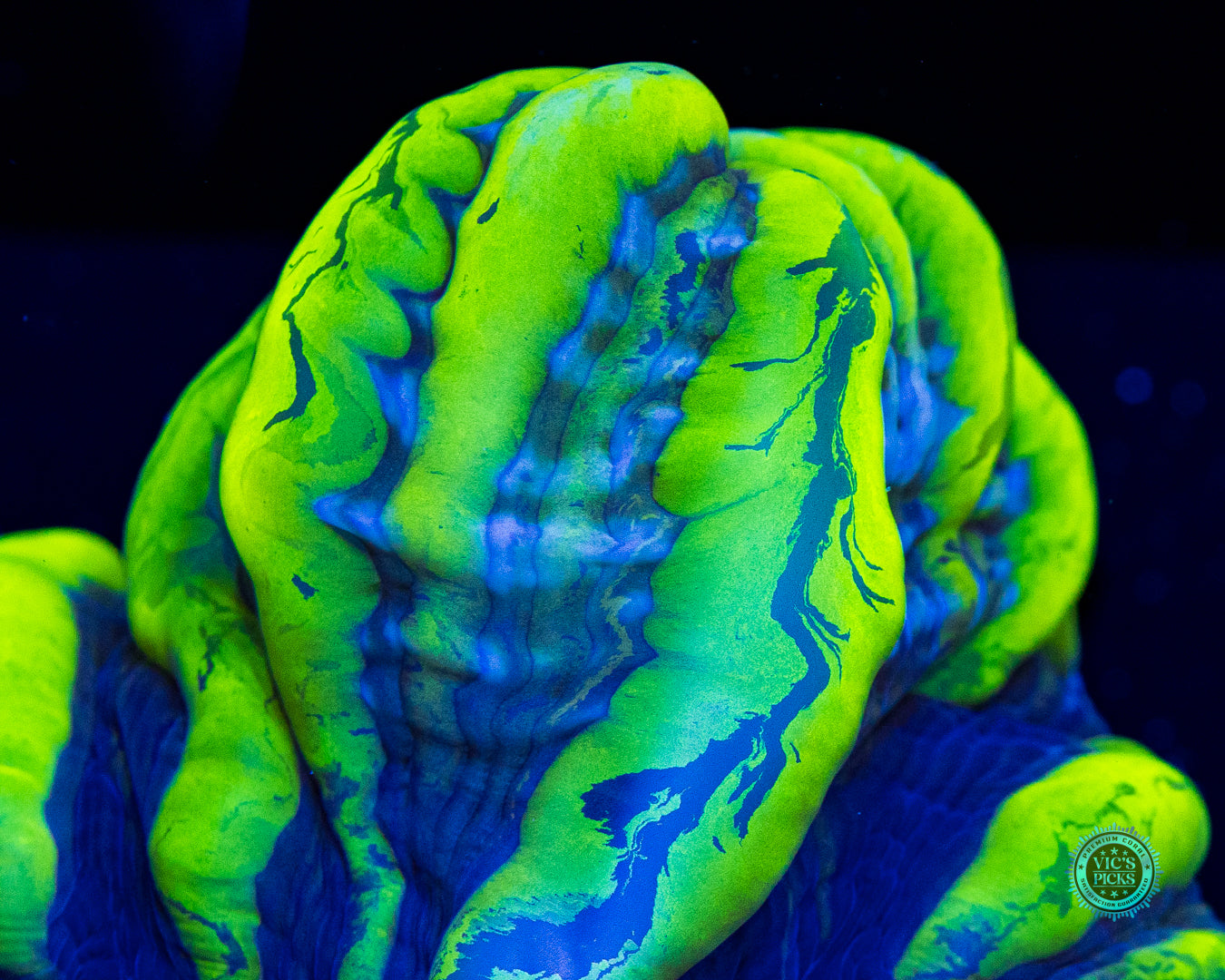 Monster Slayer Indophyllia