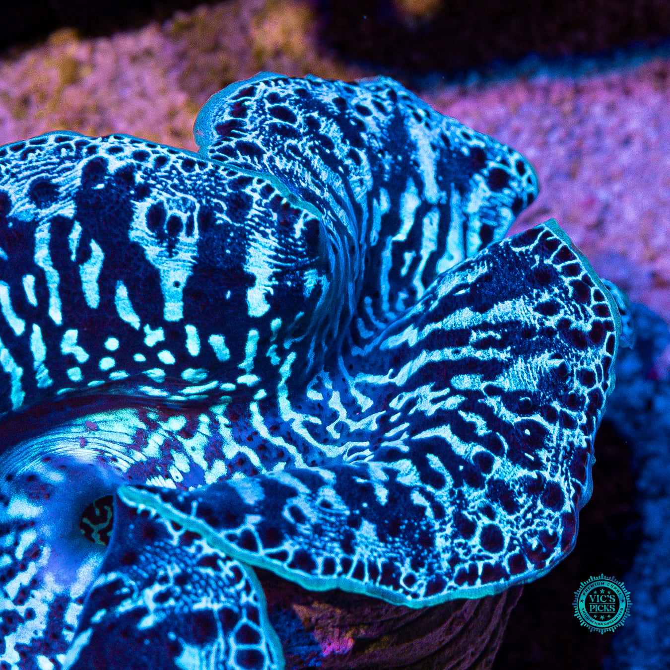 XXL Blue Zebra Maxima Clam
