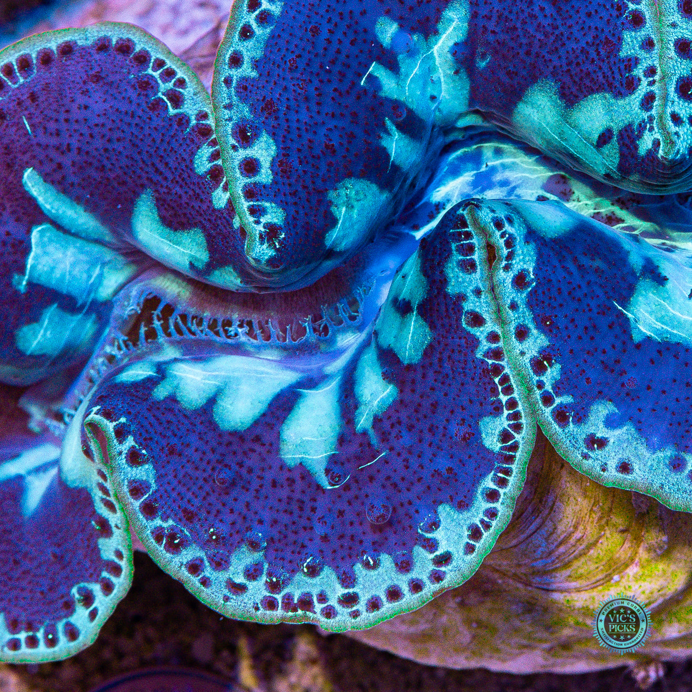 XXL Blue Domino Maxima Clam
