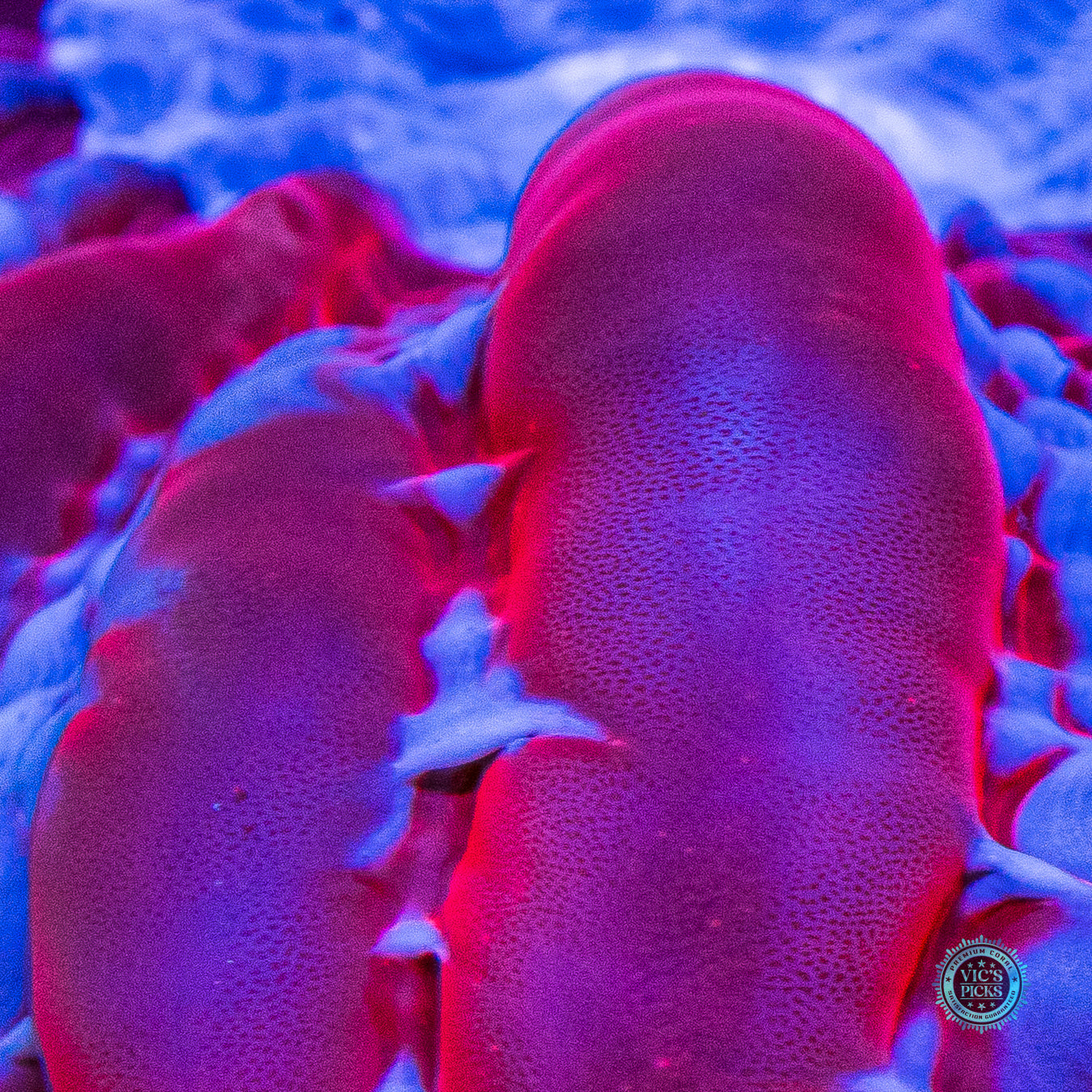 Frozen Ruby Cynarina