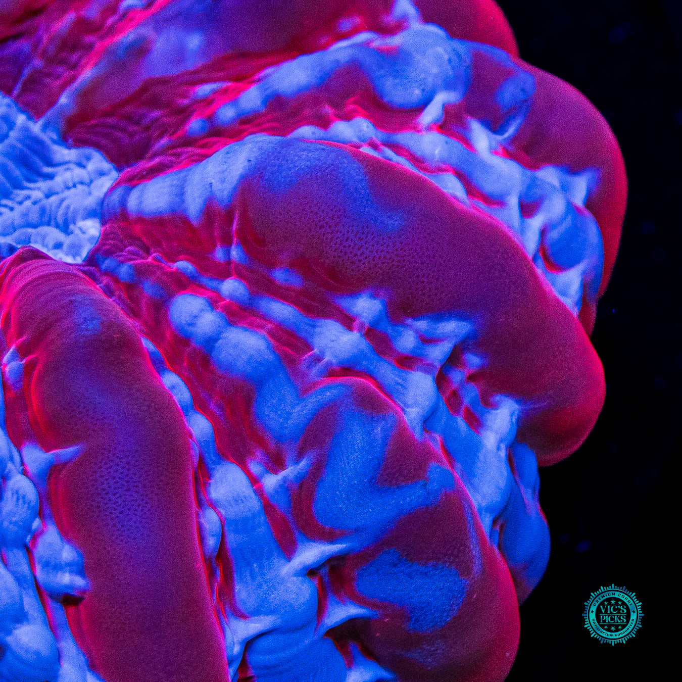 Frozen Ruby Cynarina