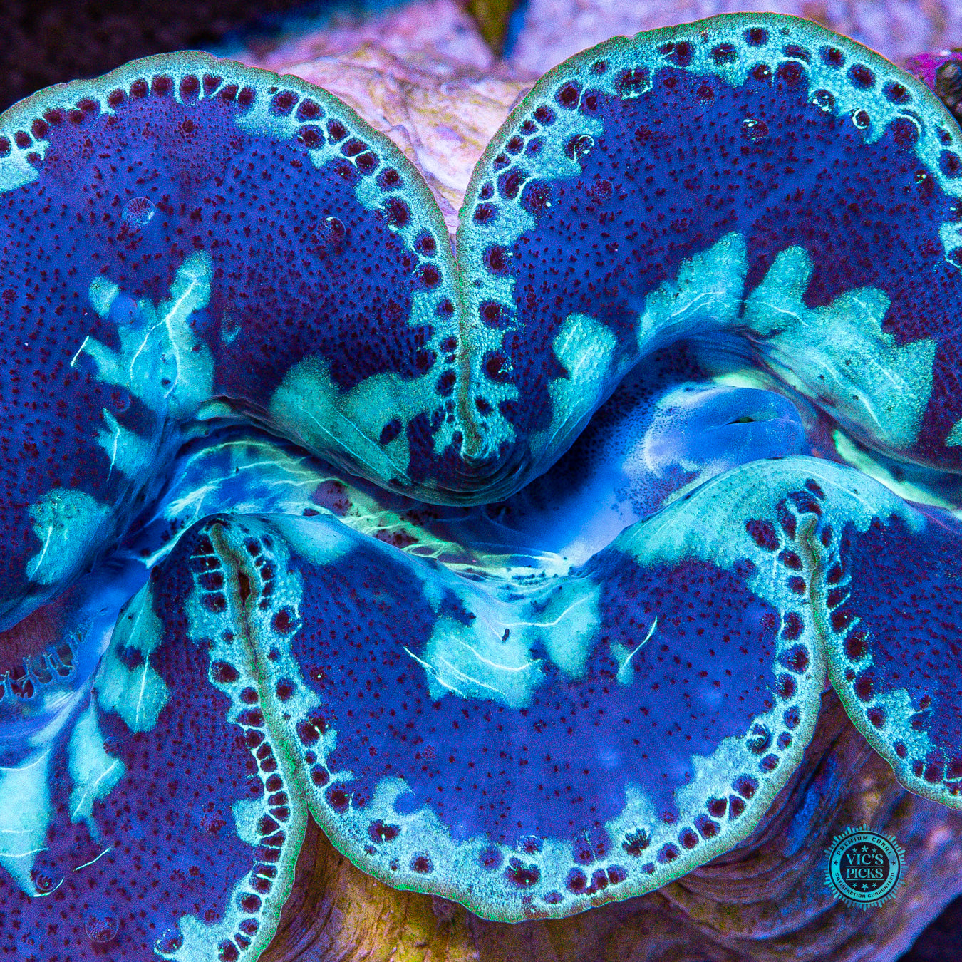 XXL Blue Domino Maxima Clam