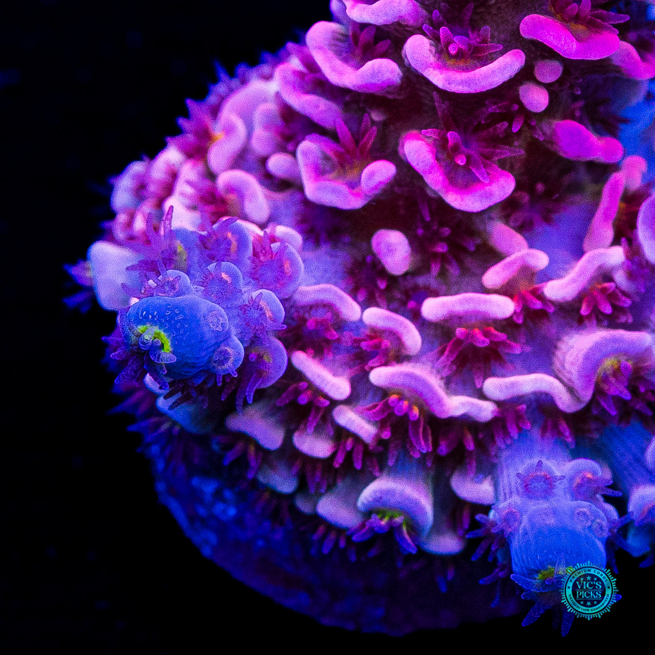 WWC Pink Panther Tenuis Acropora