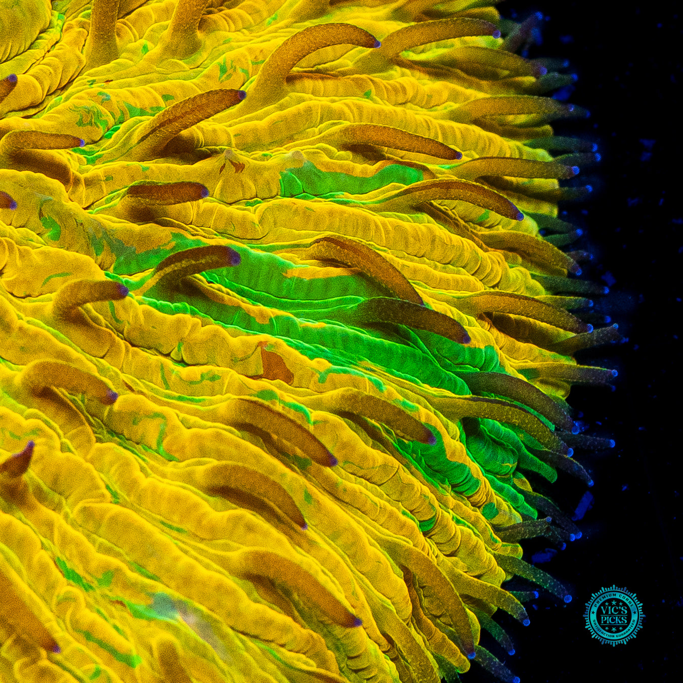 Unrelenting Storm Plate