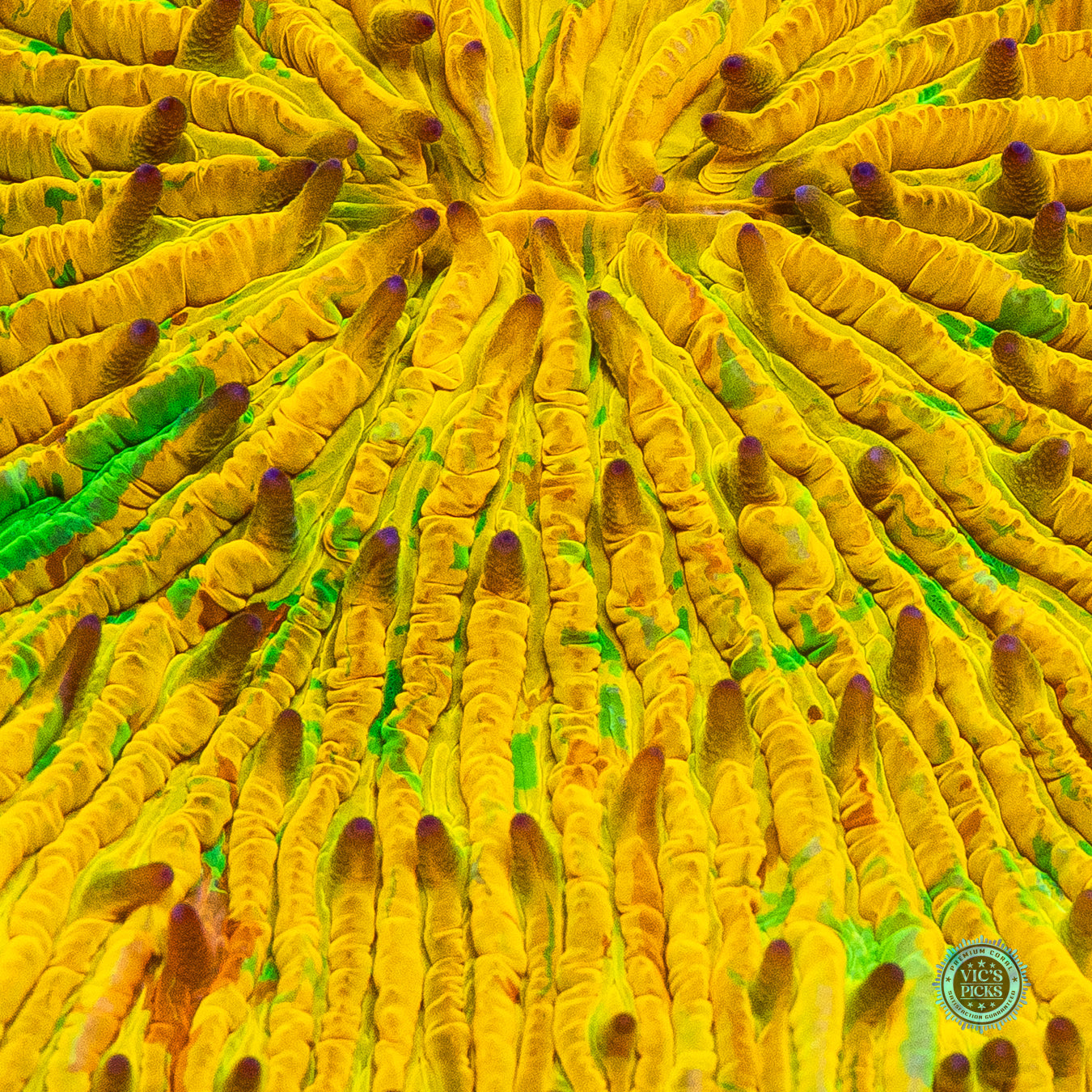 Chain Lightning Plate