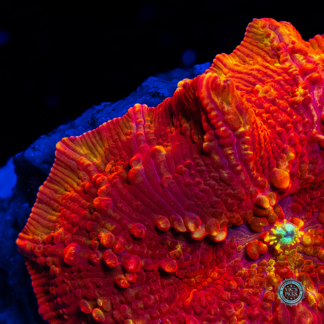 Volcanic Jawbreaker Mushroom