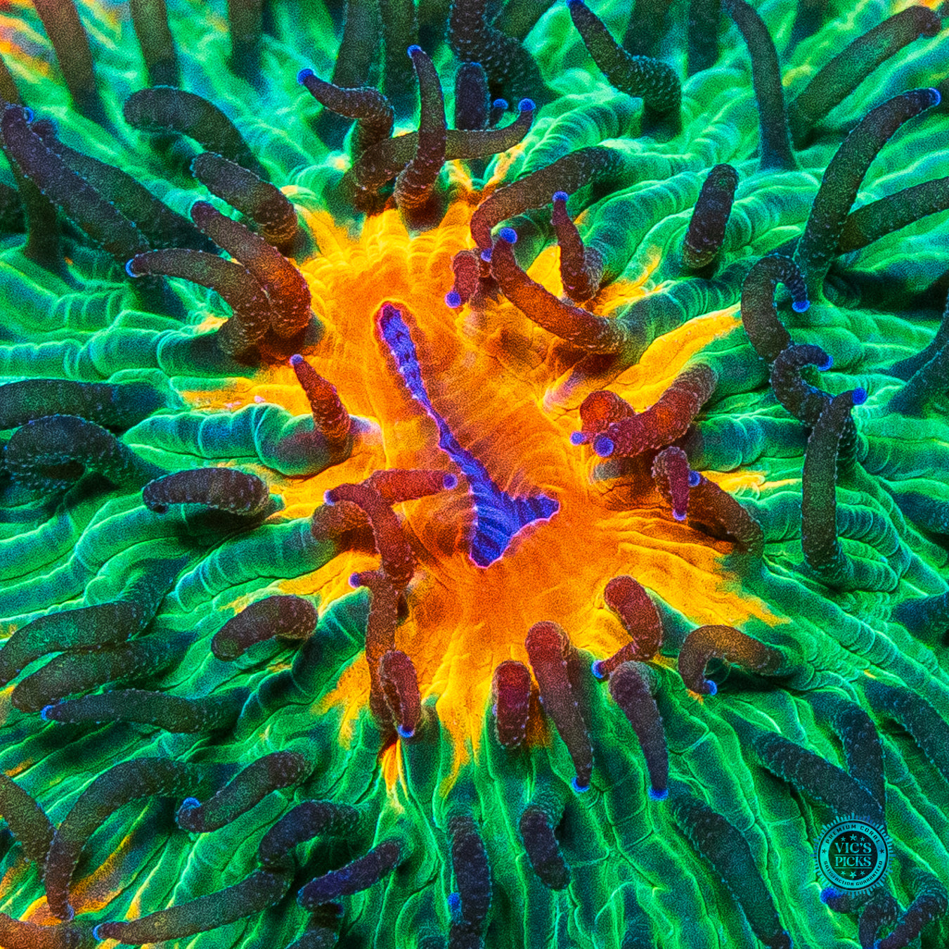 Tropical Paradise Plate