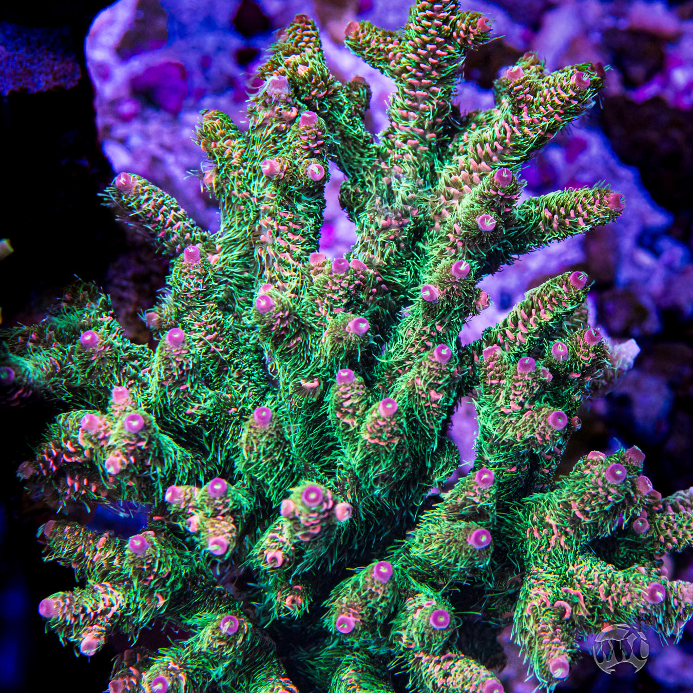 WWC Mischievous Mille Acropora