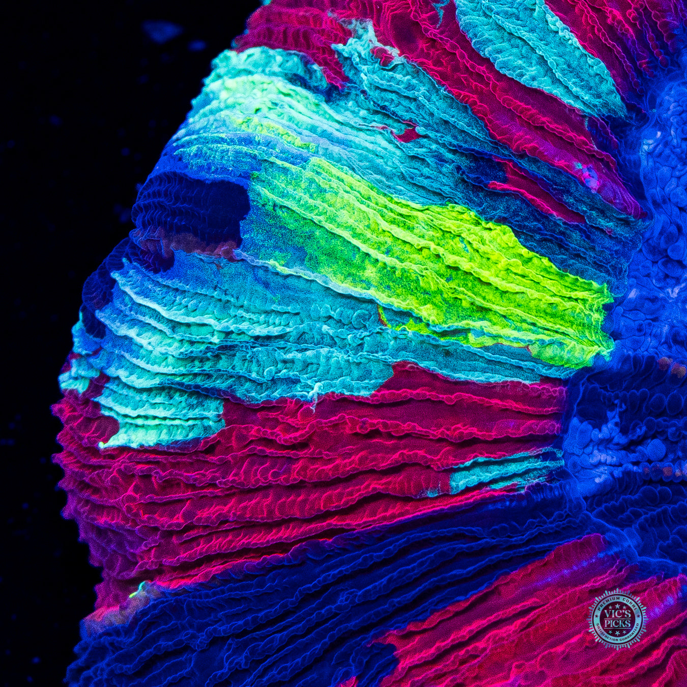 Dreamstate Trachyphyllia