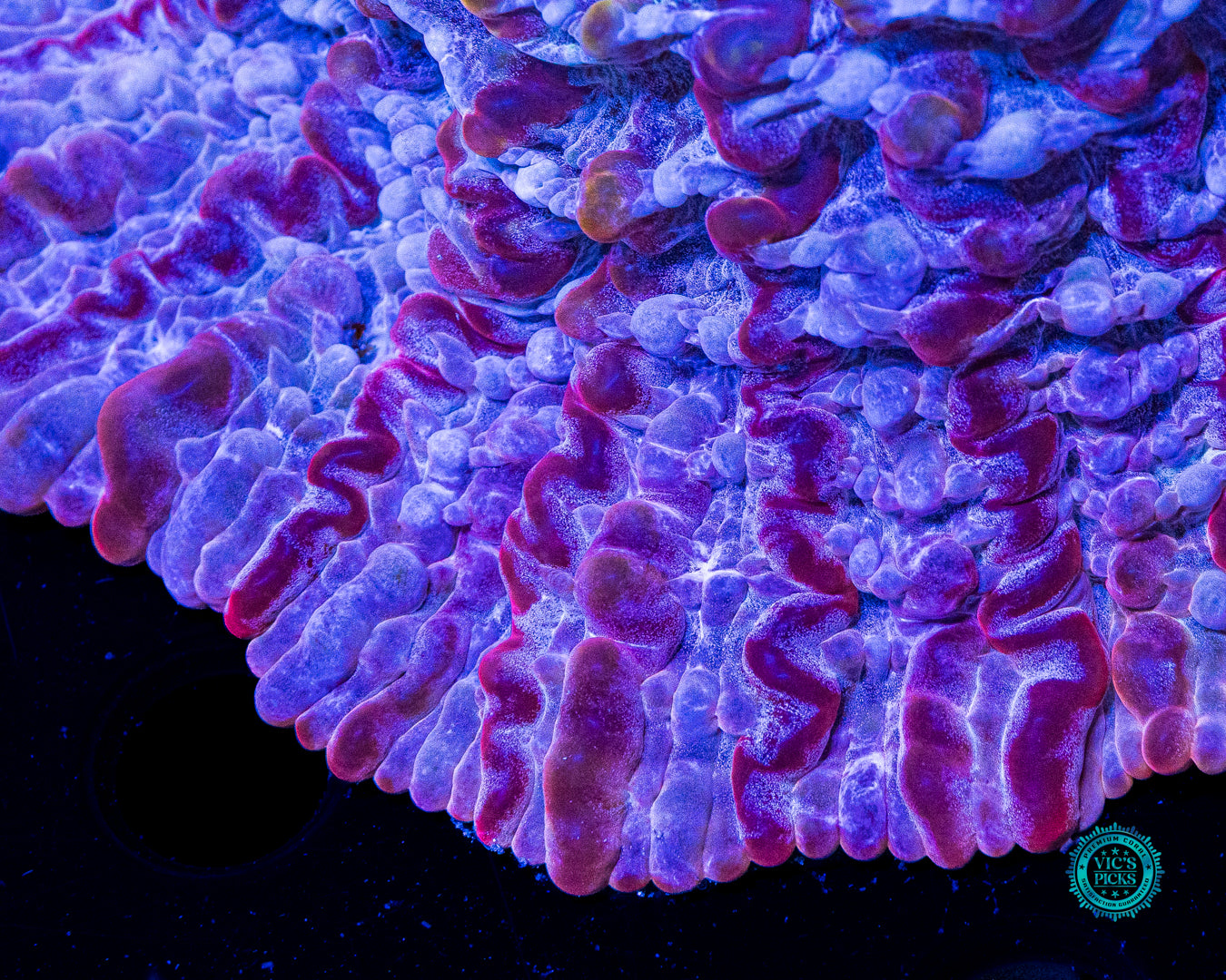 Pinkerton Indophyllia