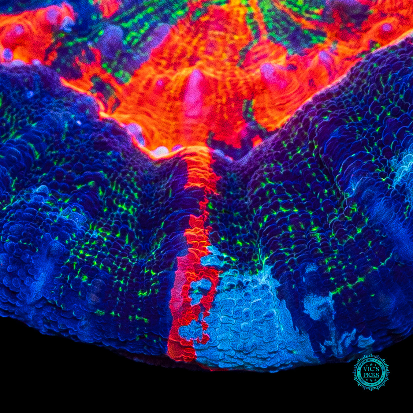 Dimensional Drift Scolymia