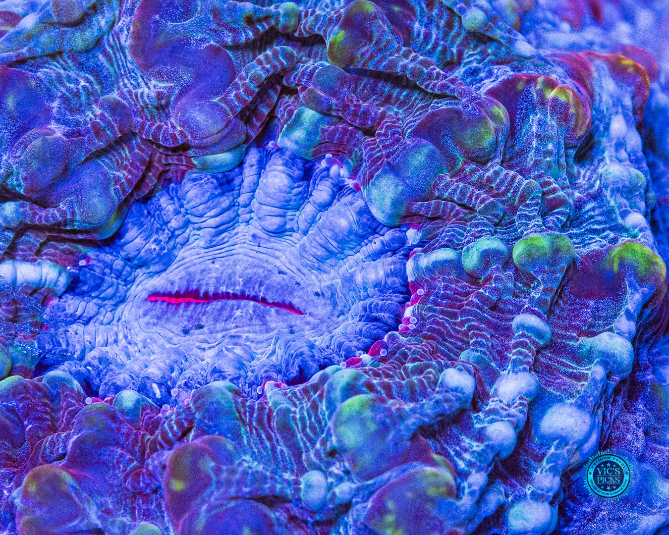 Pinkerton Indophyllia