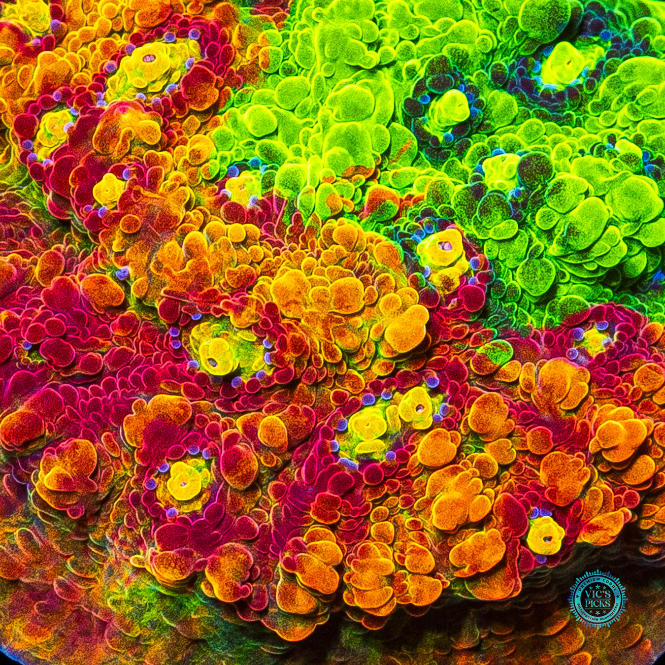 Reefco Taste of Rainbow Chalice
