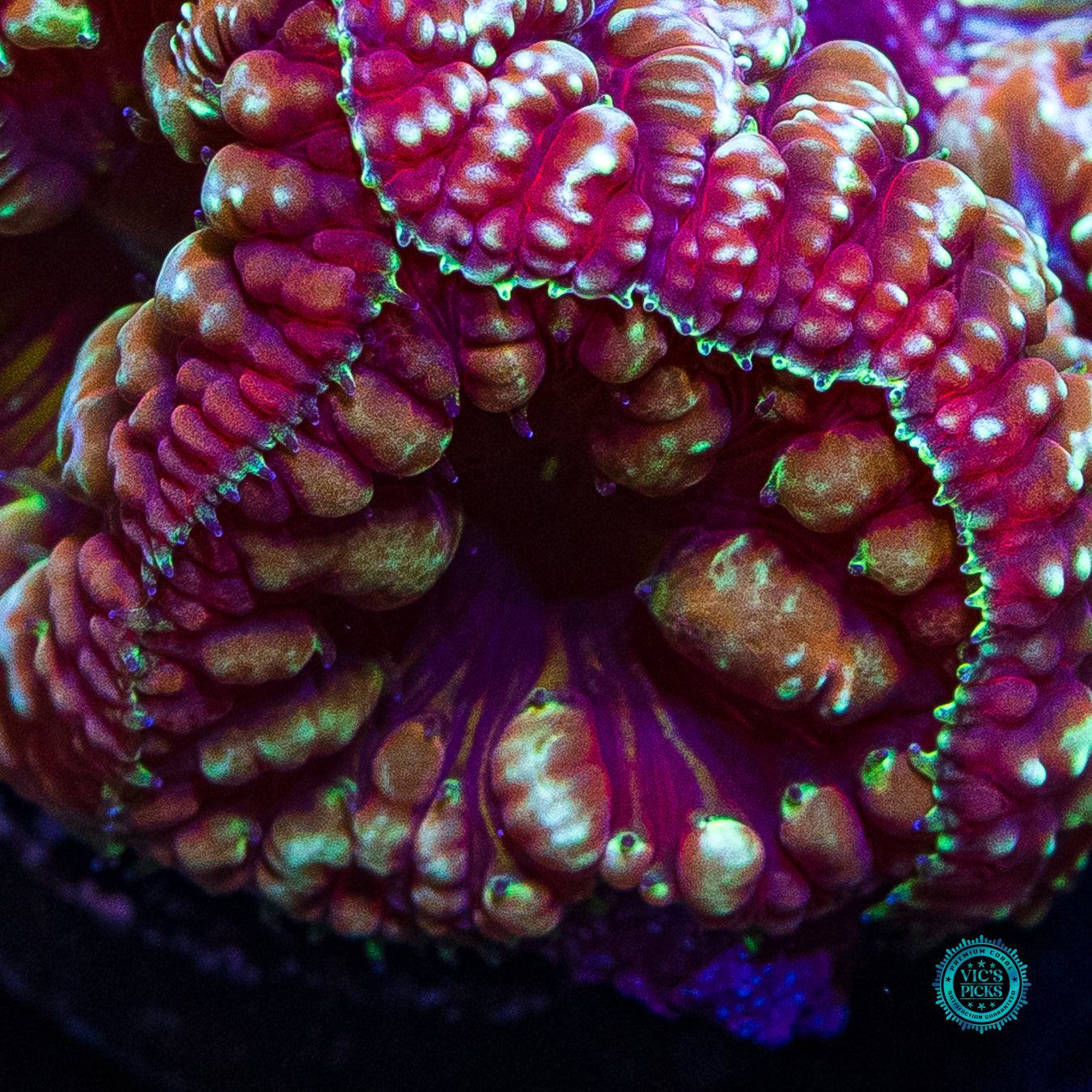 Bloodstone Blastomussa