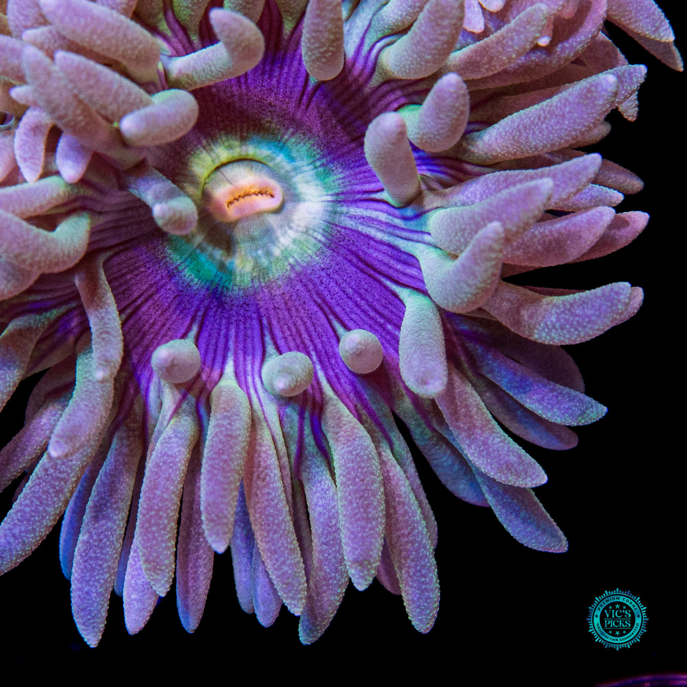 WWC Sapphire Halo Duncan
