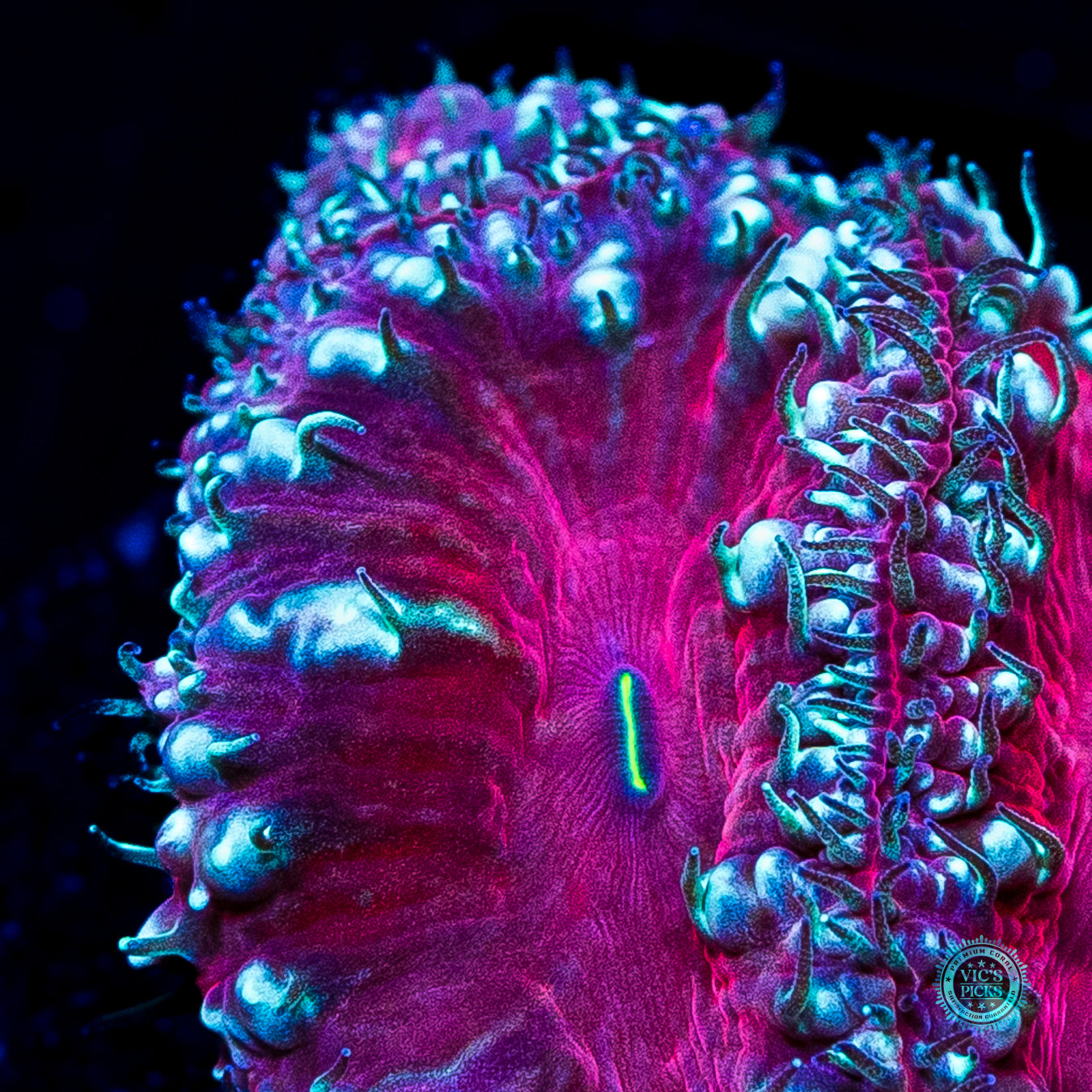Candy Cane Lane Blastomussa