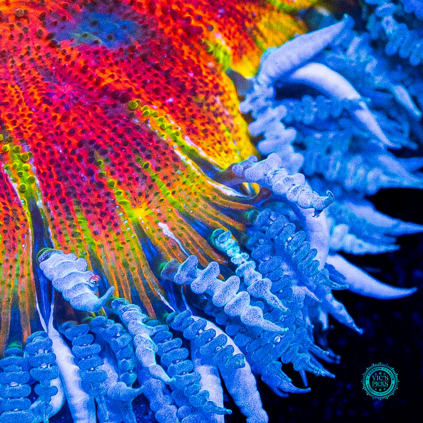 Burning Sun Flower Anemone