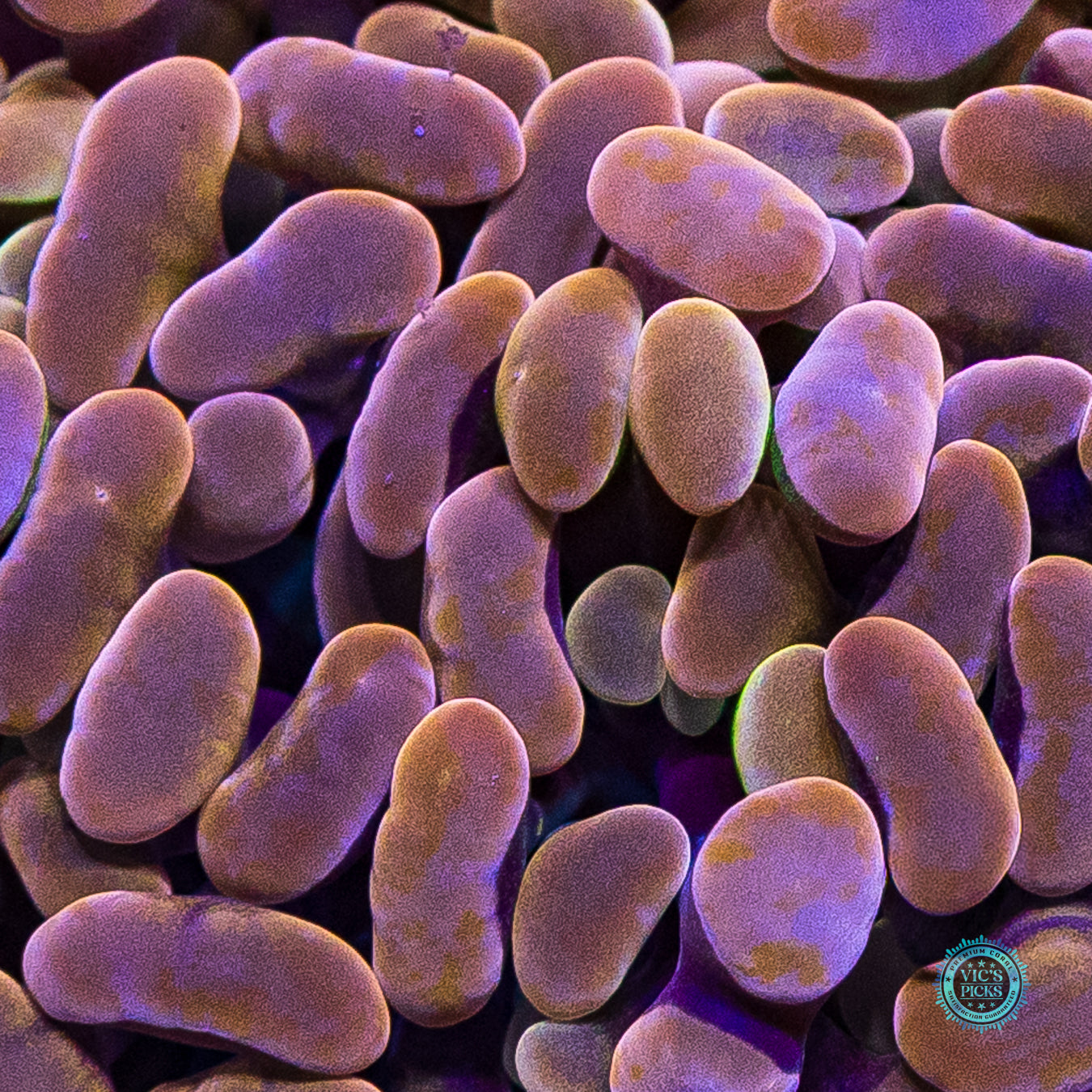 WWC Coppertone Branching Hammer