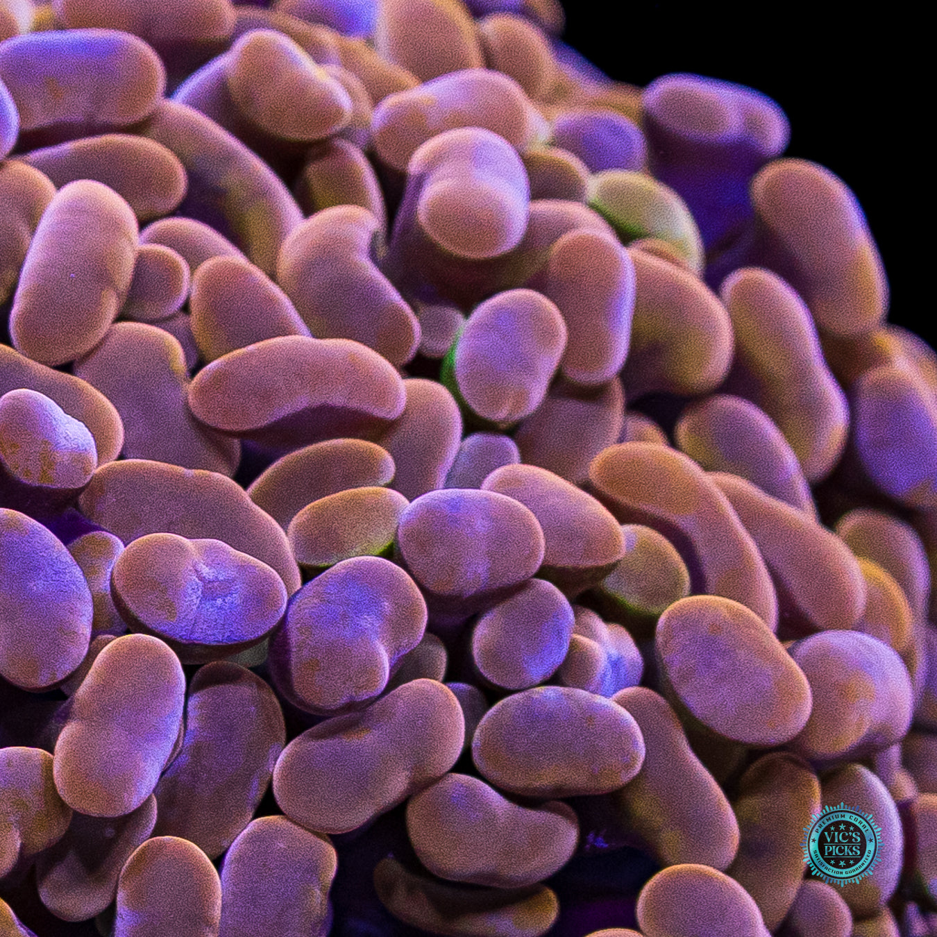 WWC Coppertone Branching Hammer