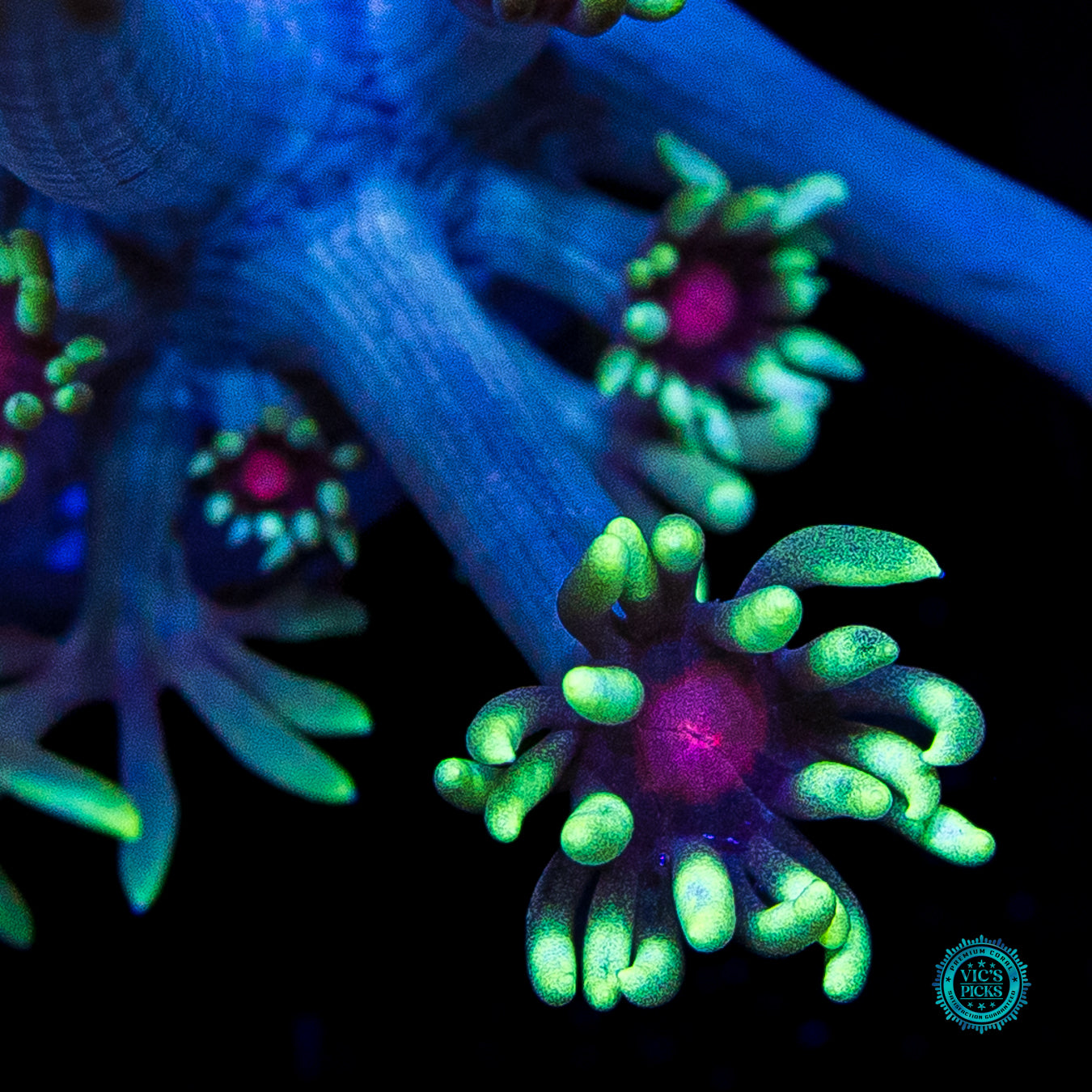 Poison Nova Goniopora