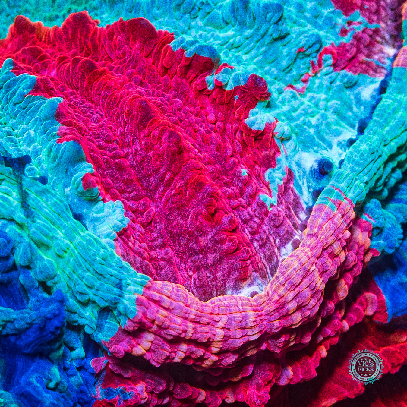 Frozen Tundra Acanthophyllia