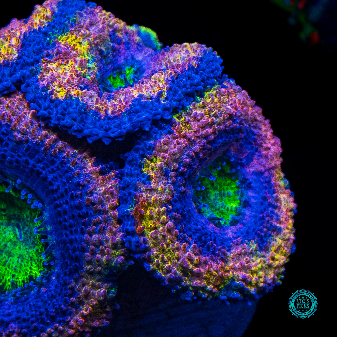 WWC Shangri La Aussie Lord