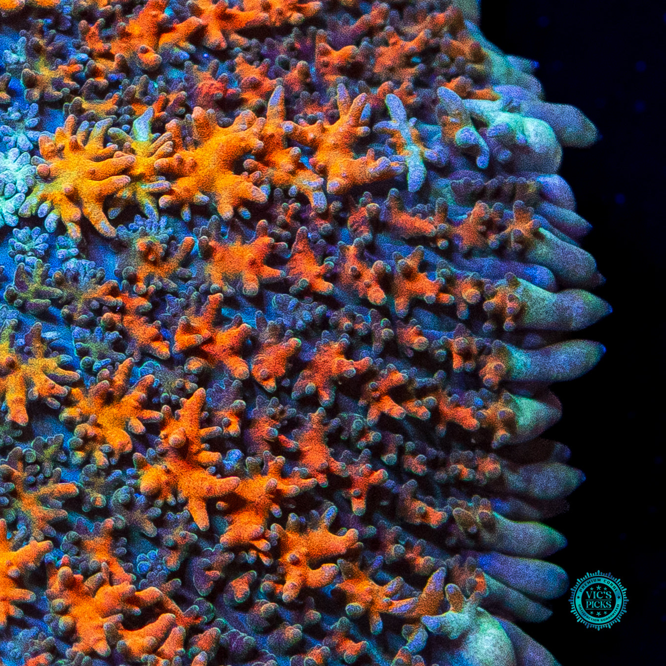 Rasta Rainbow Carpet Rhodactis Mushroom