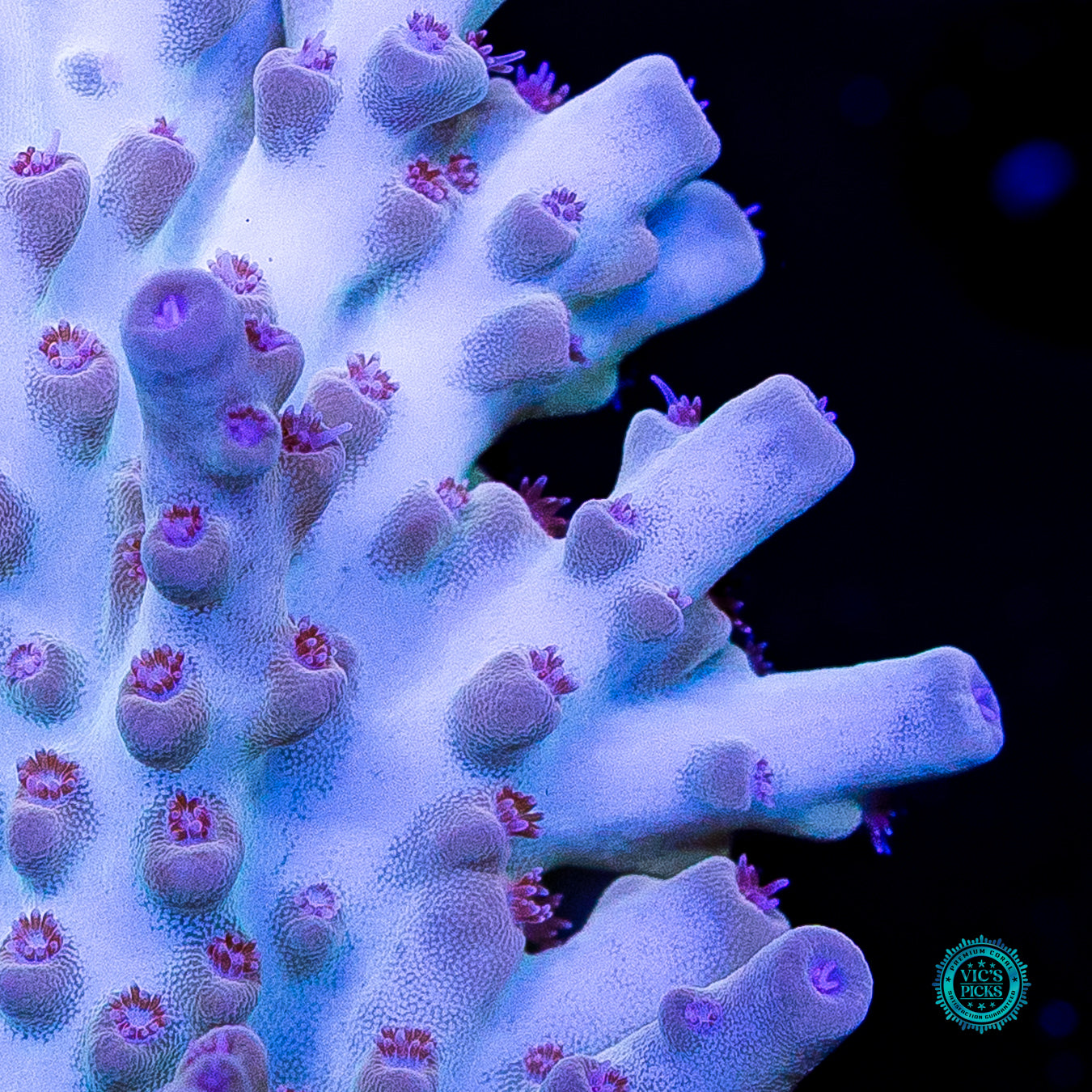 WWC White Walker Acropora