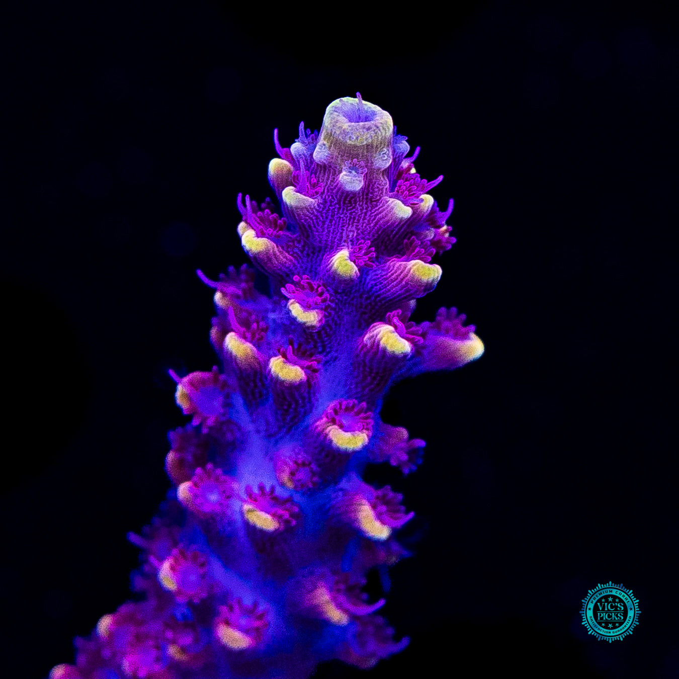 WWC Purple Dragona Acropora
