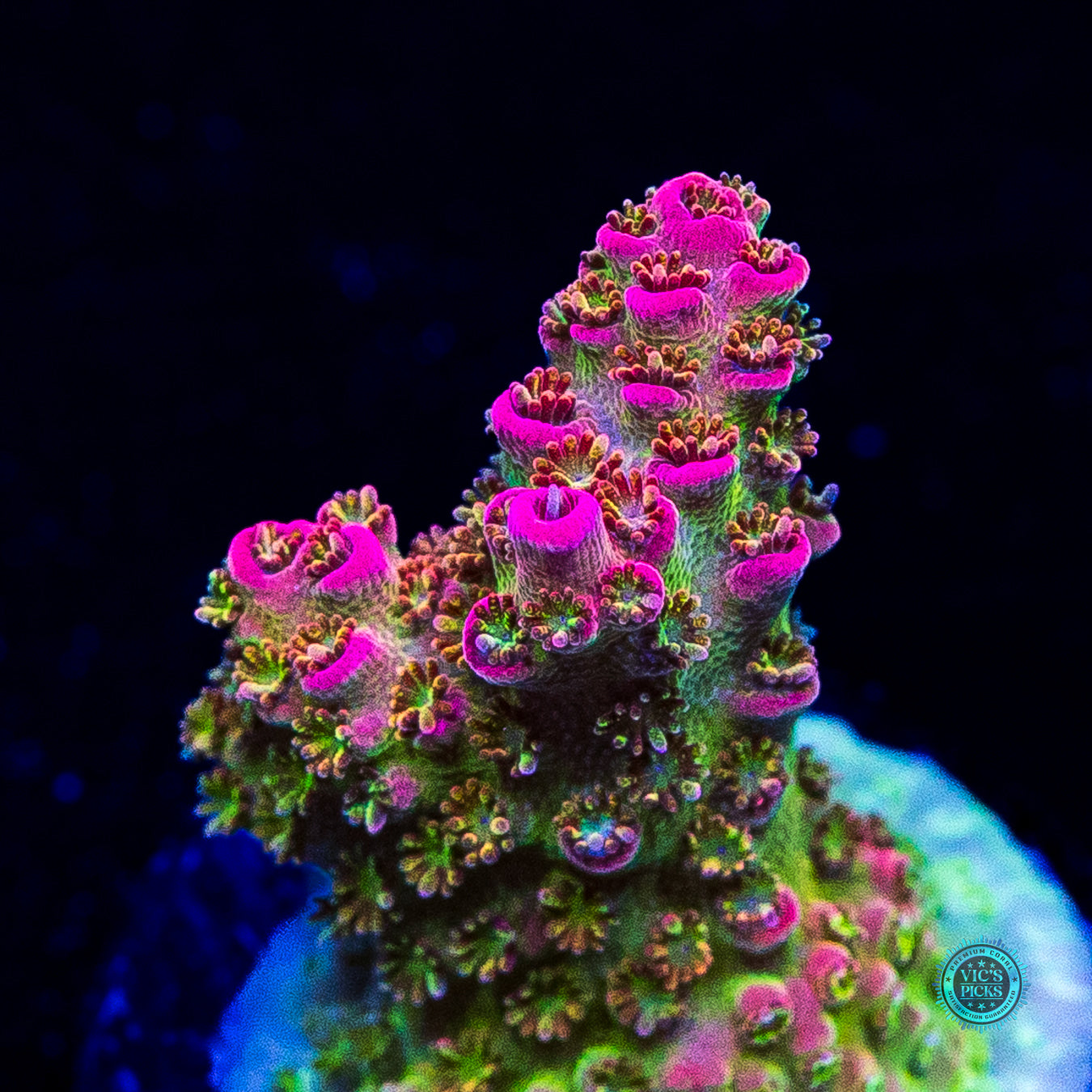 WWC Jello Shot Acropora