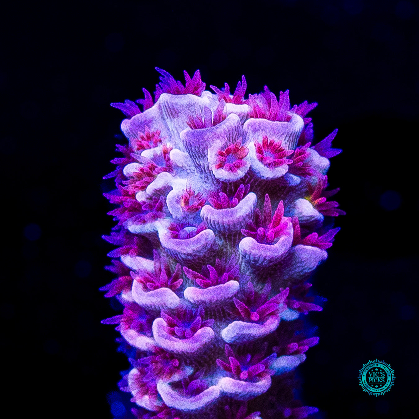 WWC Pink Panther Tenuis Acropora