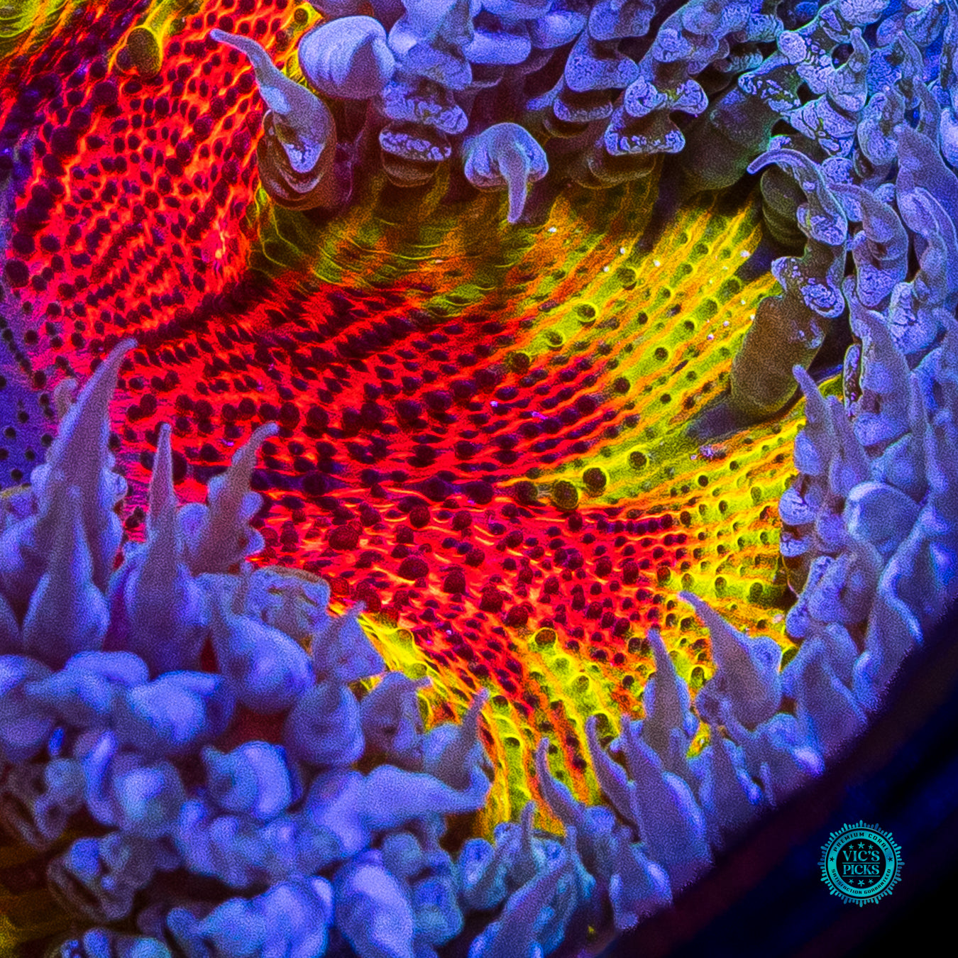 Beach Life Flower Anemone
