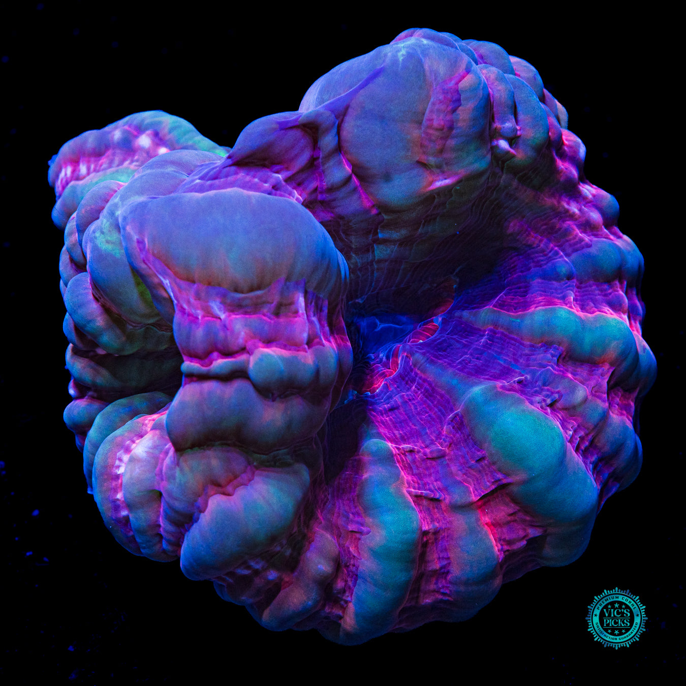 Bubbly Triple Crown Cynarina