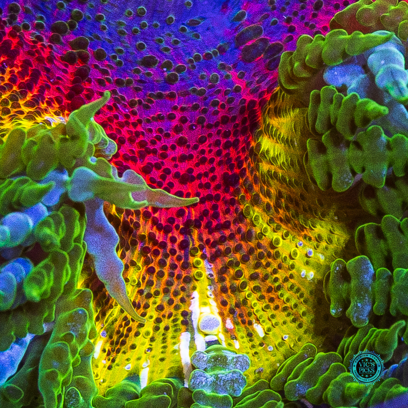 Rasta Rainbow Flower Anemone