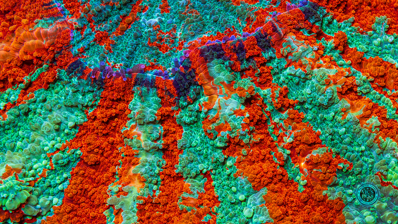 Eternal Sun Acanthophyllia