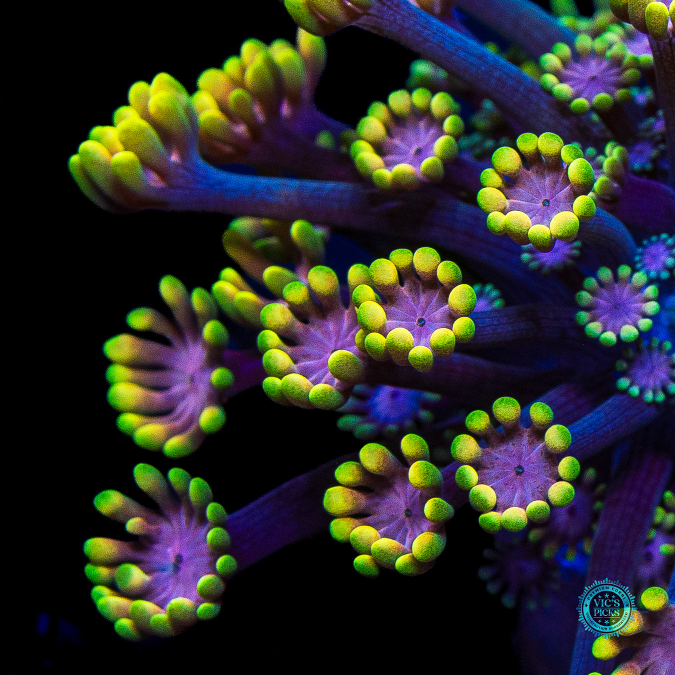 WWC Guava Berry Alveopora