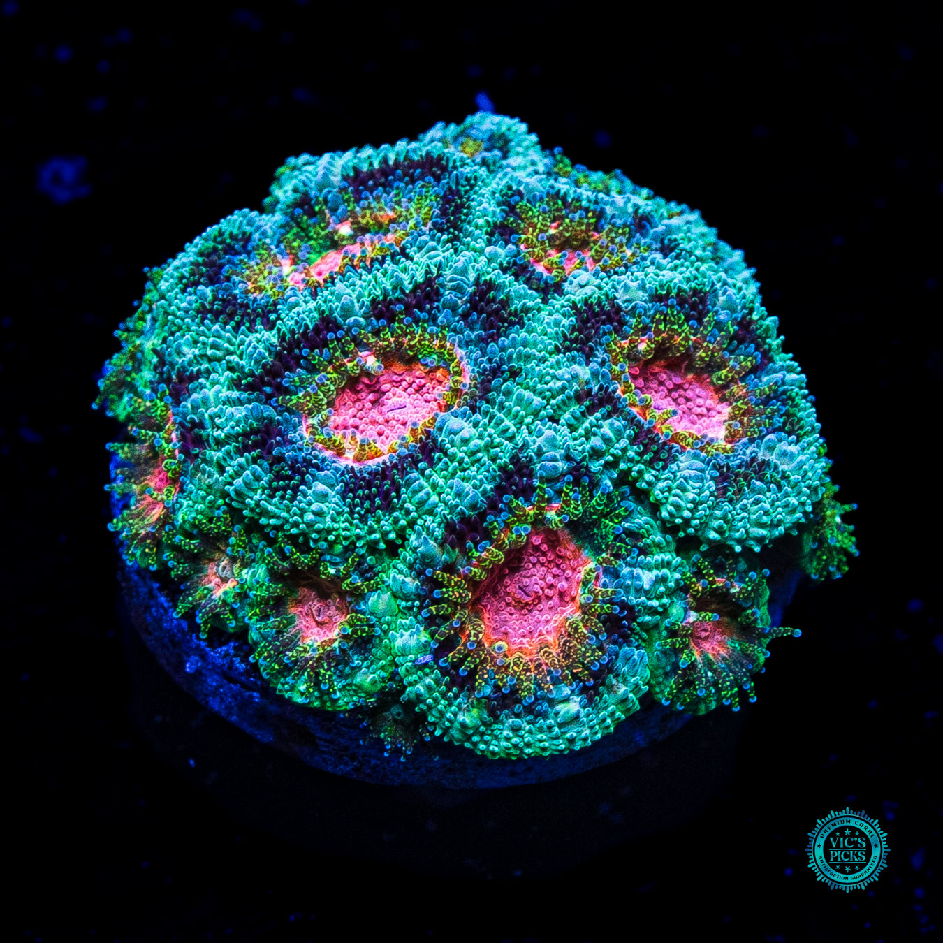 WWC Clownface Micromussa