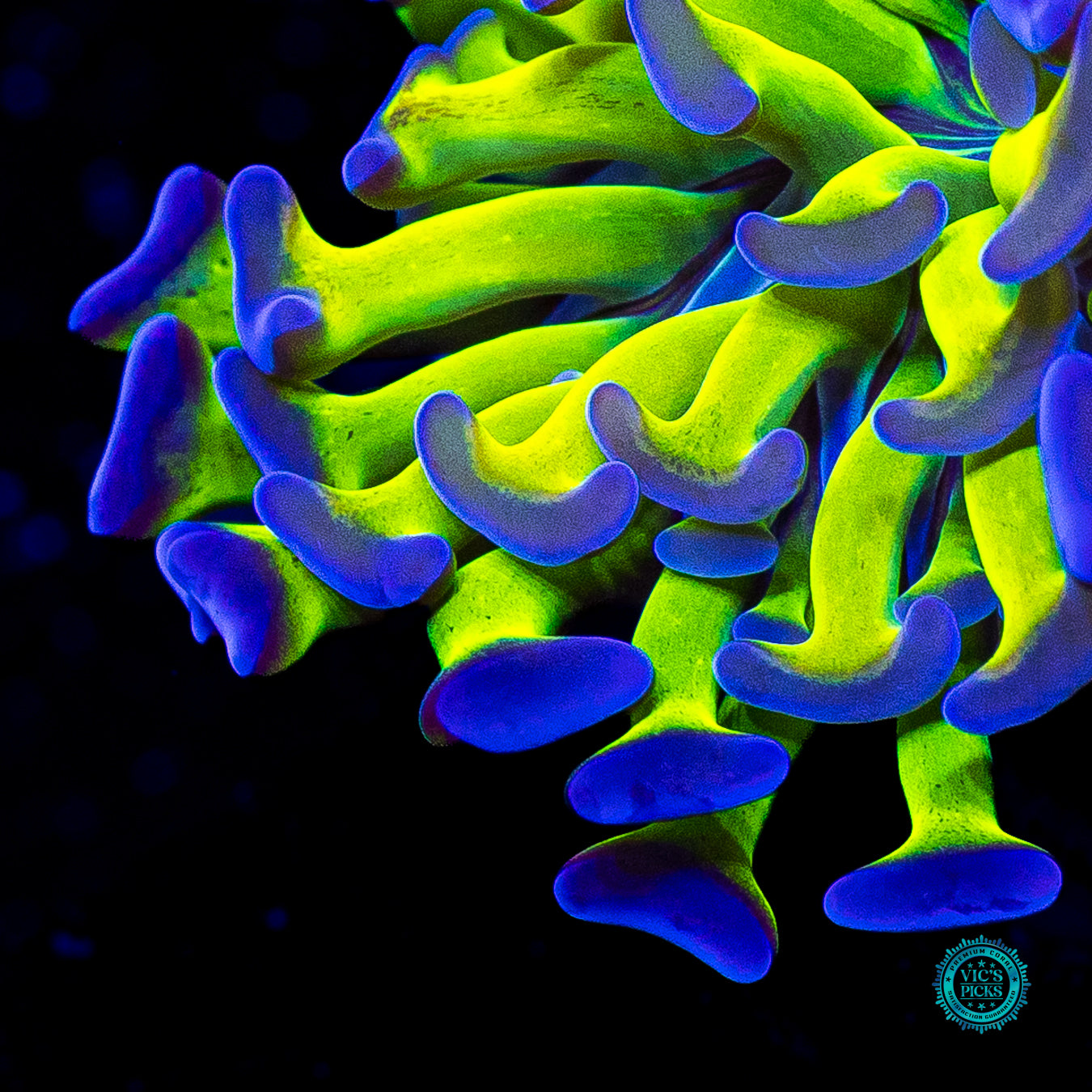 Sin City Neon Branching Hammer