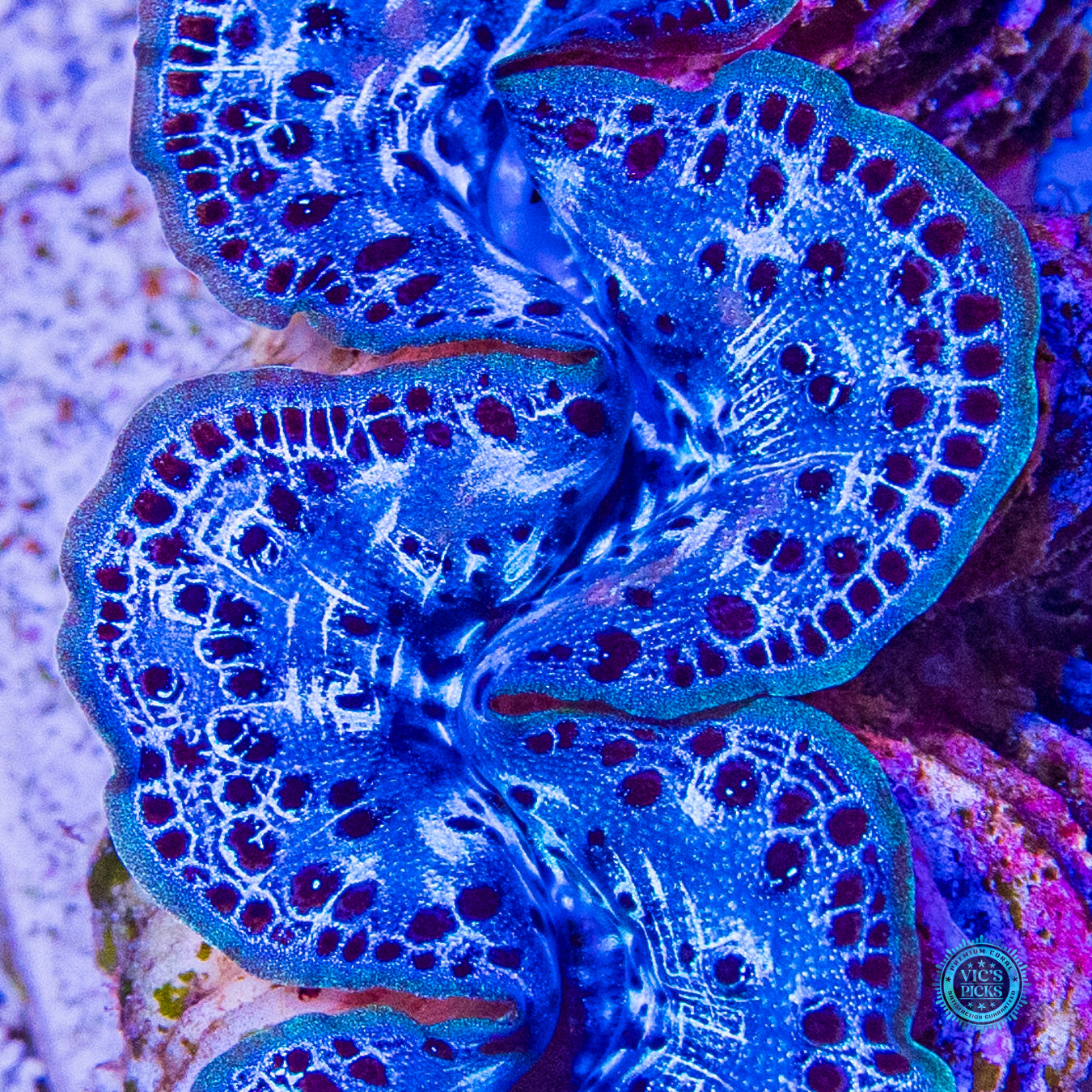 Spotted Blue Maxima Clam