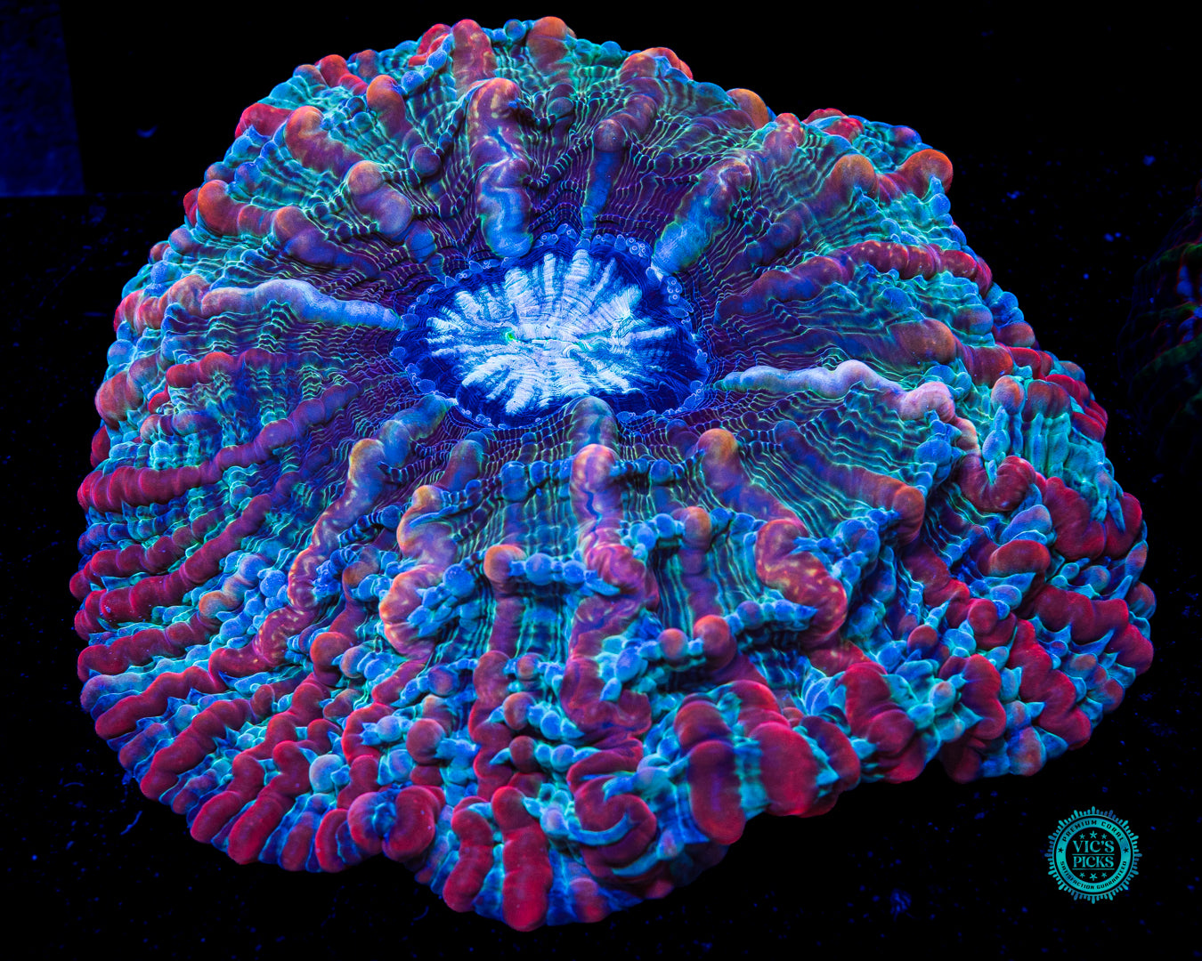 Kaleidoscope Indophyllia
