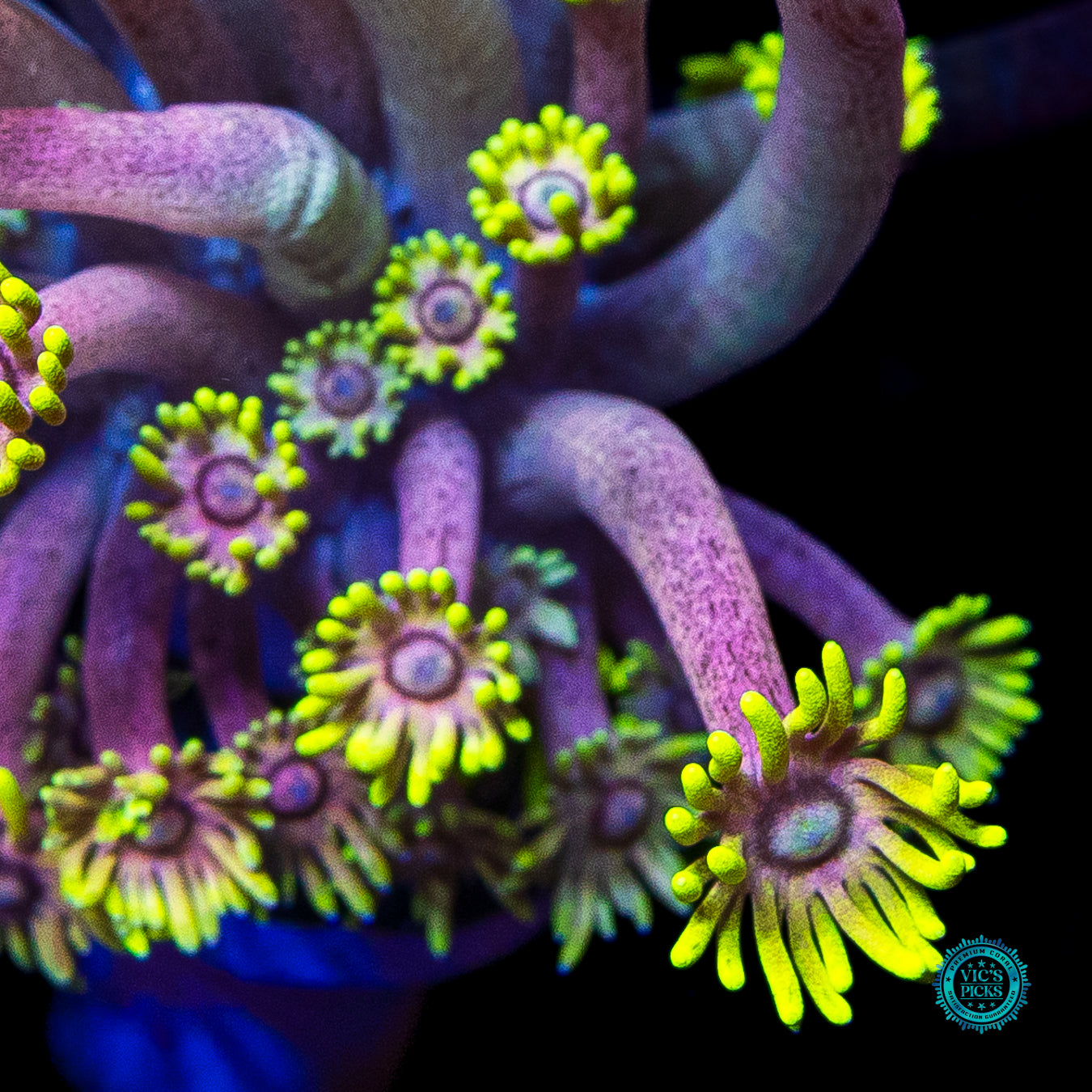 WWC Hail Hydra Goniopora